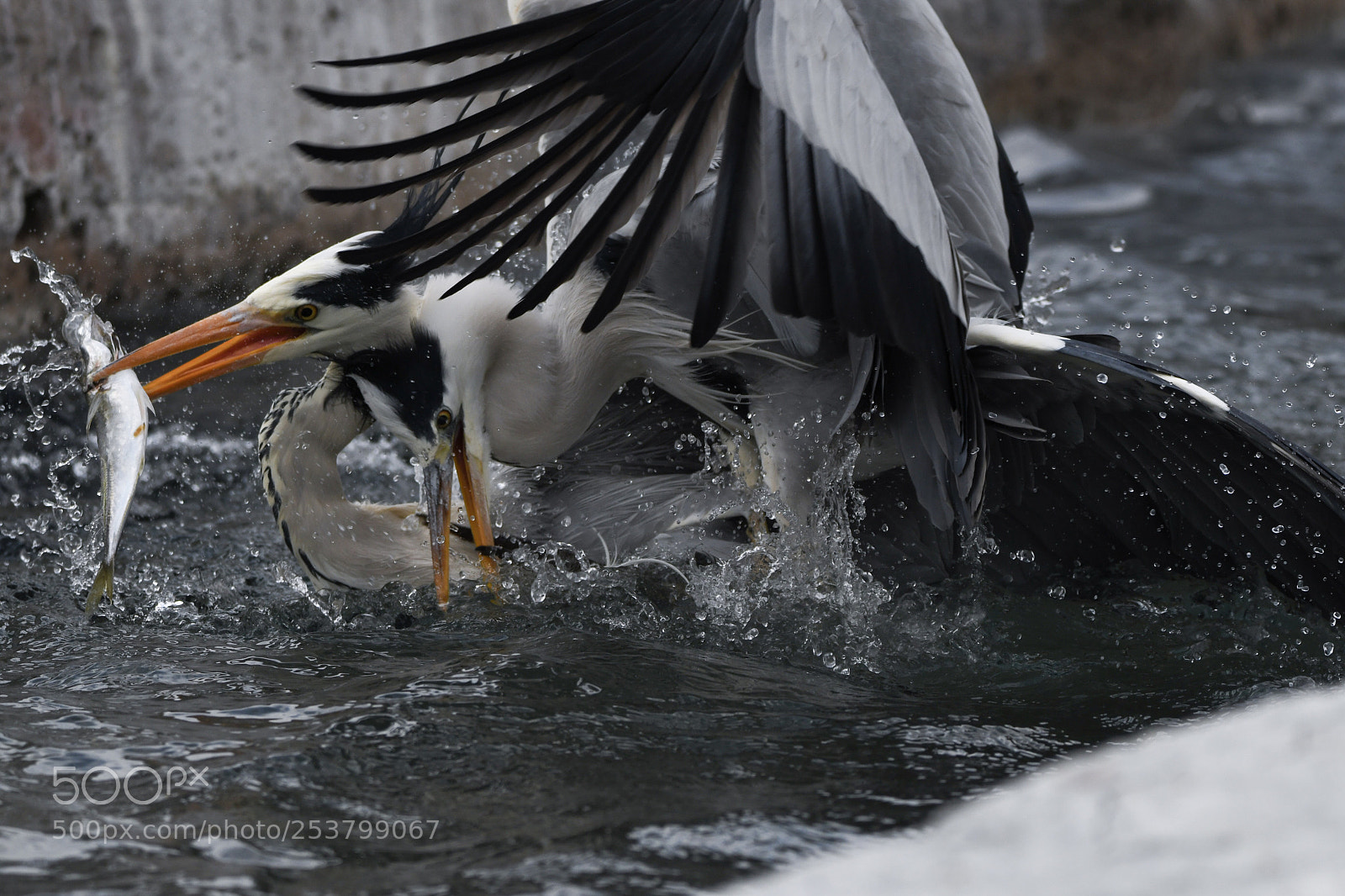 Nikon D500 sample photo. Grey heron  photography