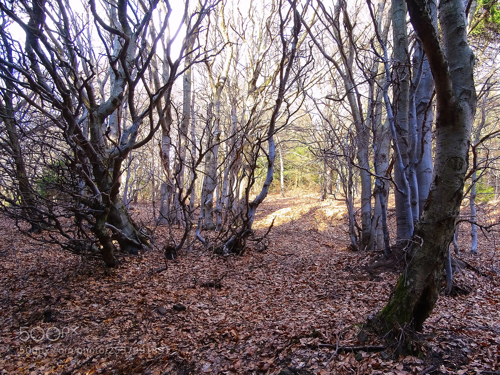 Sony Cyber-shot DSC-HX400V sample photo. Spring in bohemian forest photography