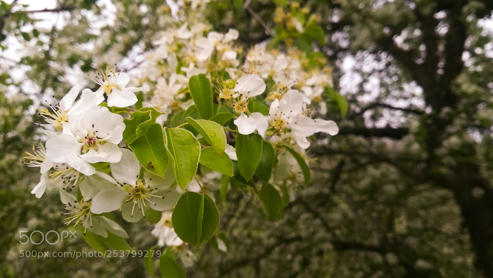 HUAWEI PRA-LX1 sample photo. Untitled photography