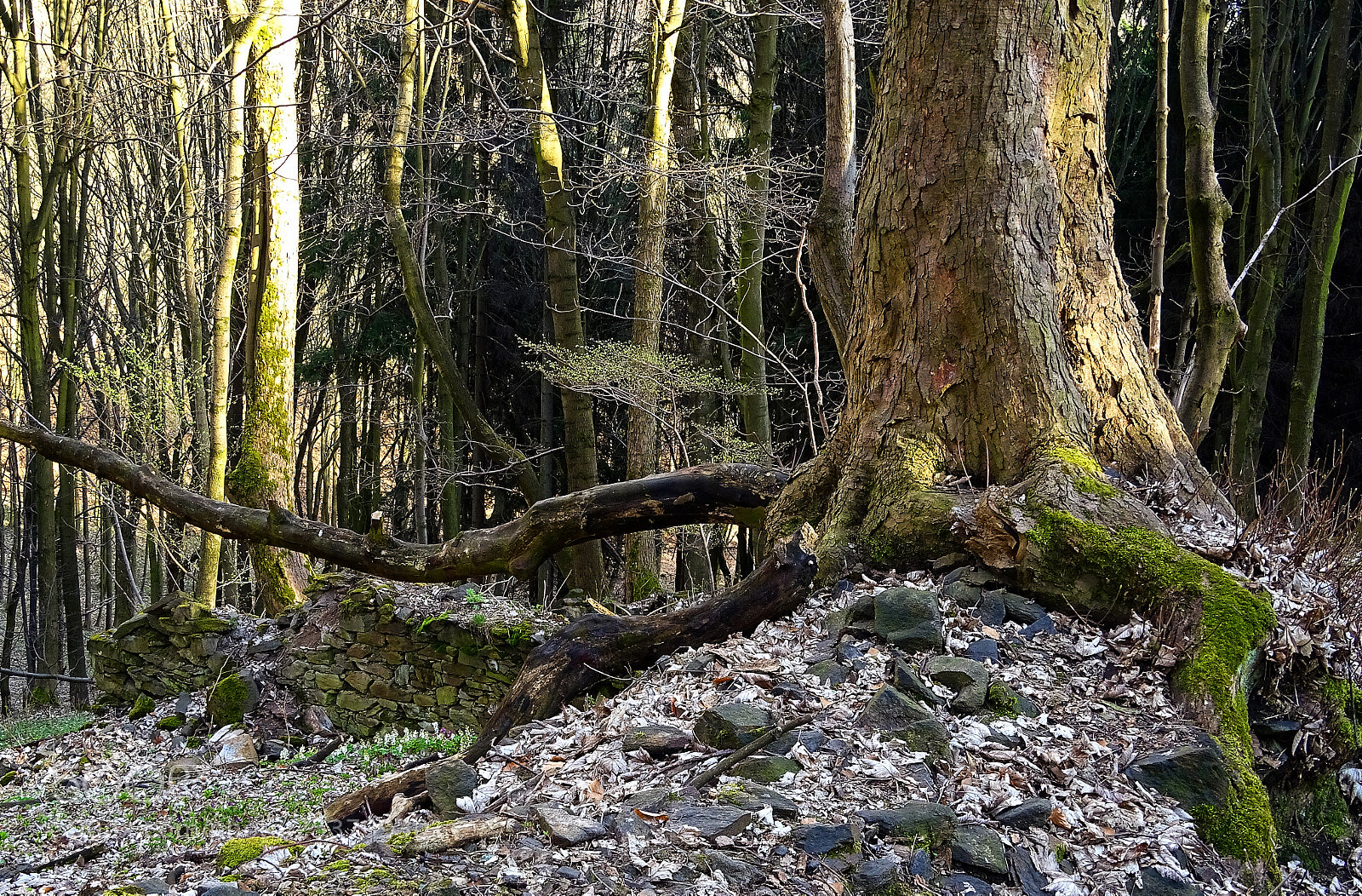 Sony Cyber-shot DSC-HX400V sample photo. Spring in bohemian forest photography