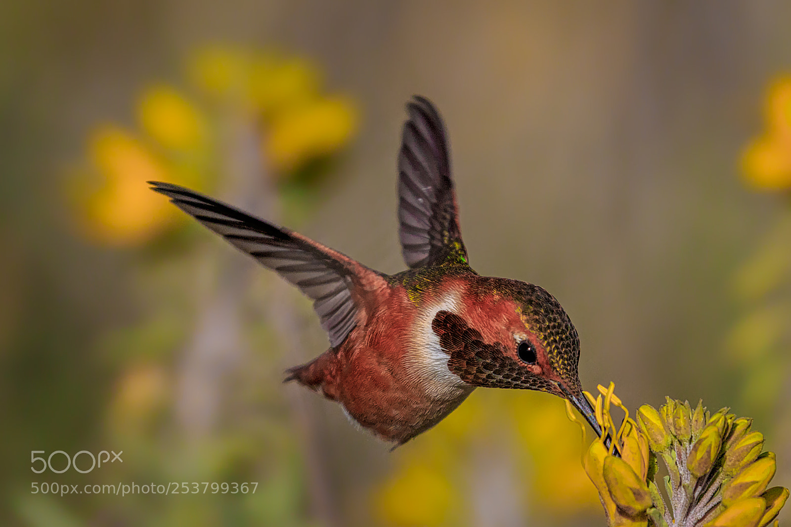 Canon EOS 7D Mark II sample photo. By the yellow flower photography