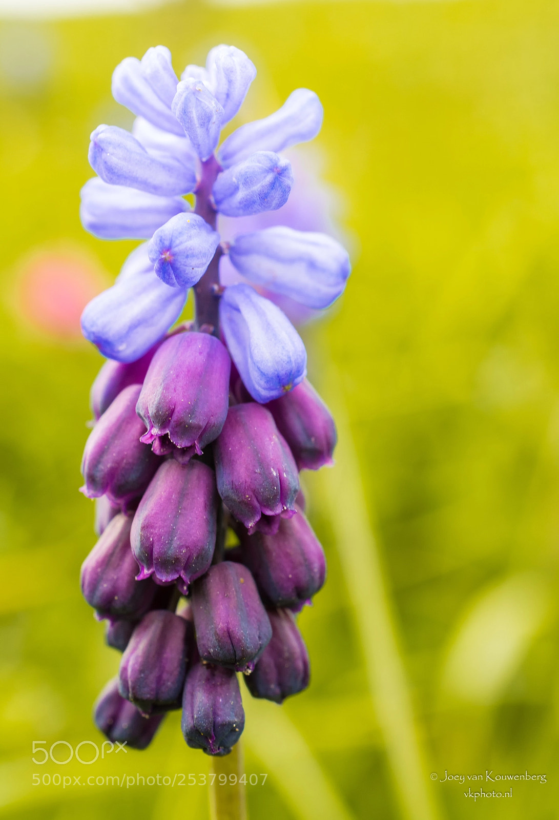 Nikon D5200 sample photo. Muscari botryoides photography