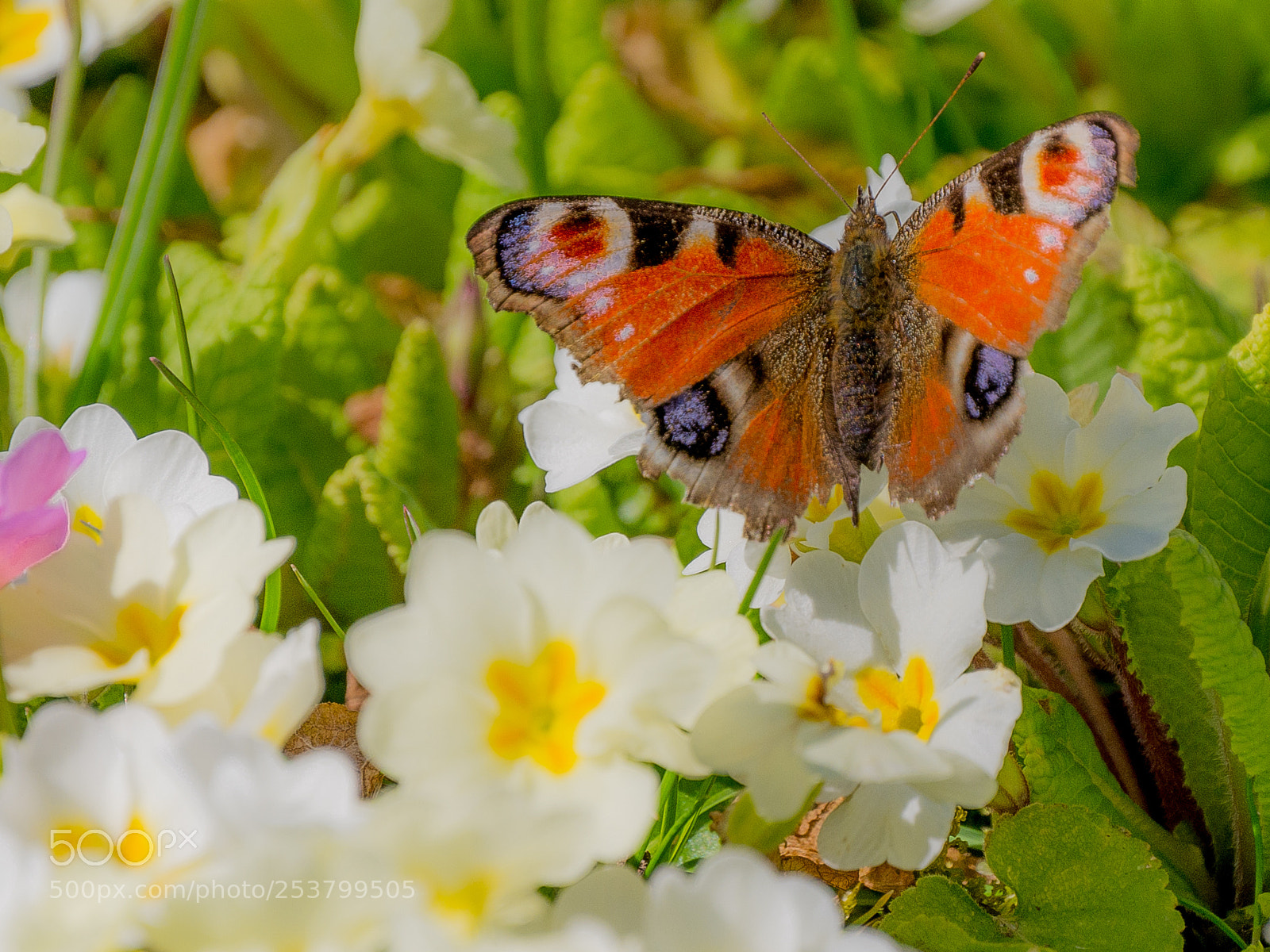 Panasonic DMC-G70 sample photo. Butterfly photography