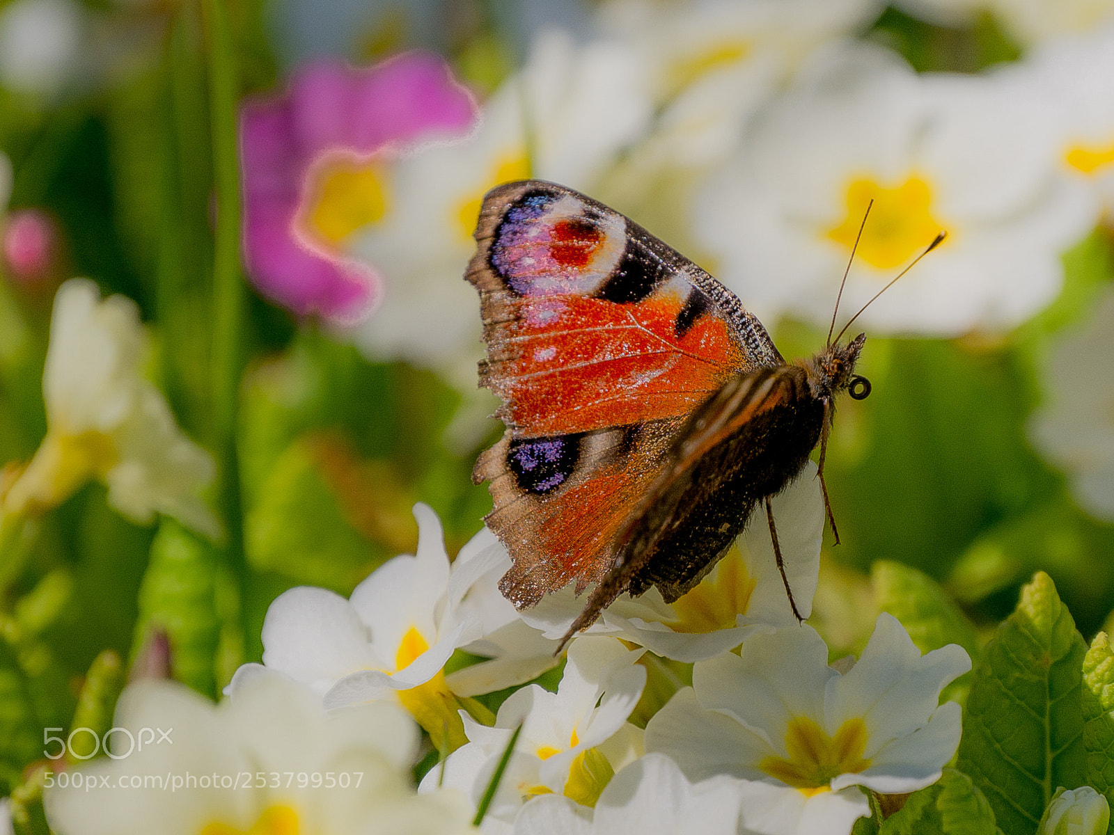 Panasonic DMC-G70 sample photo. Butterfly photography