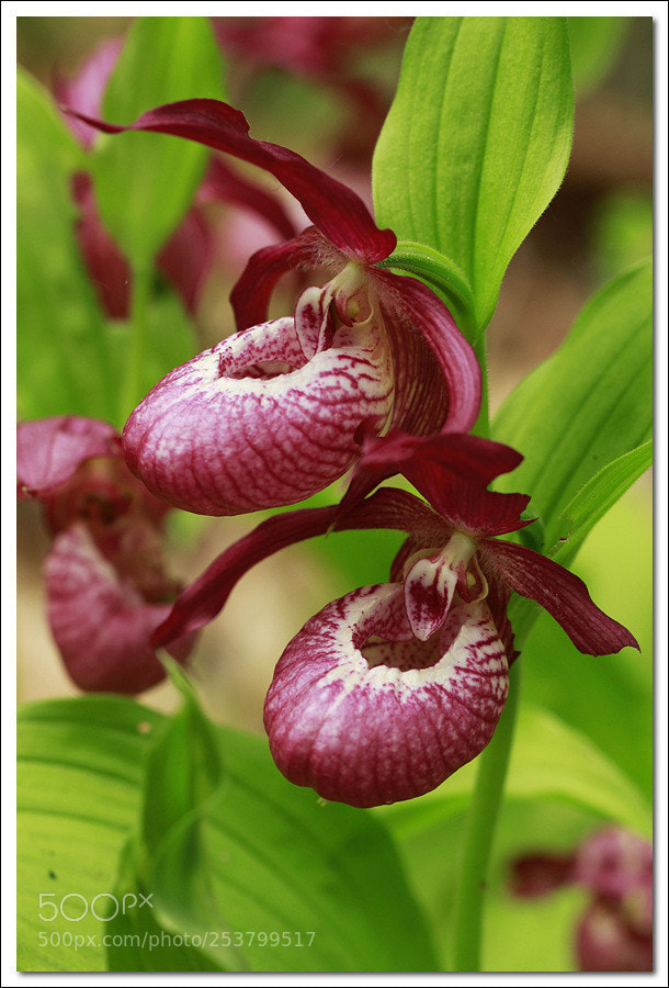 Canon EOS 60D sample photo. 분홍개불알꽃(c. acaule)모카신 플라워(moccasin flower) photography