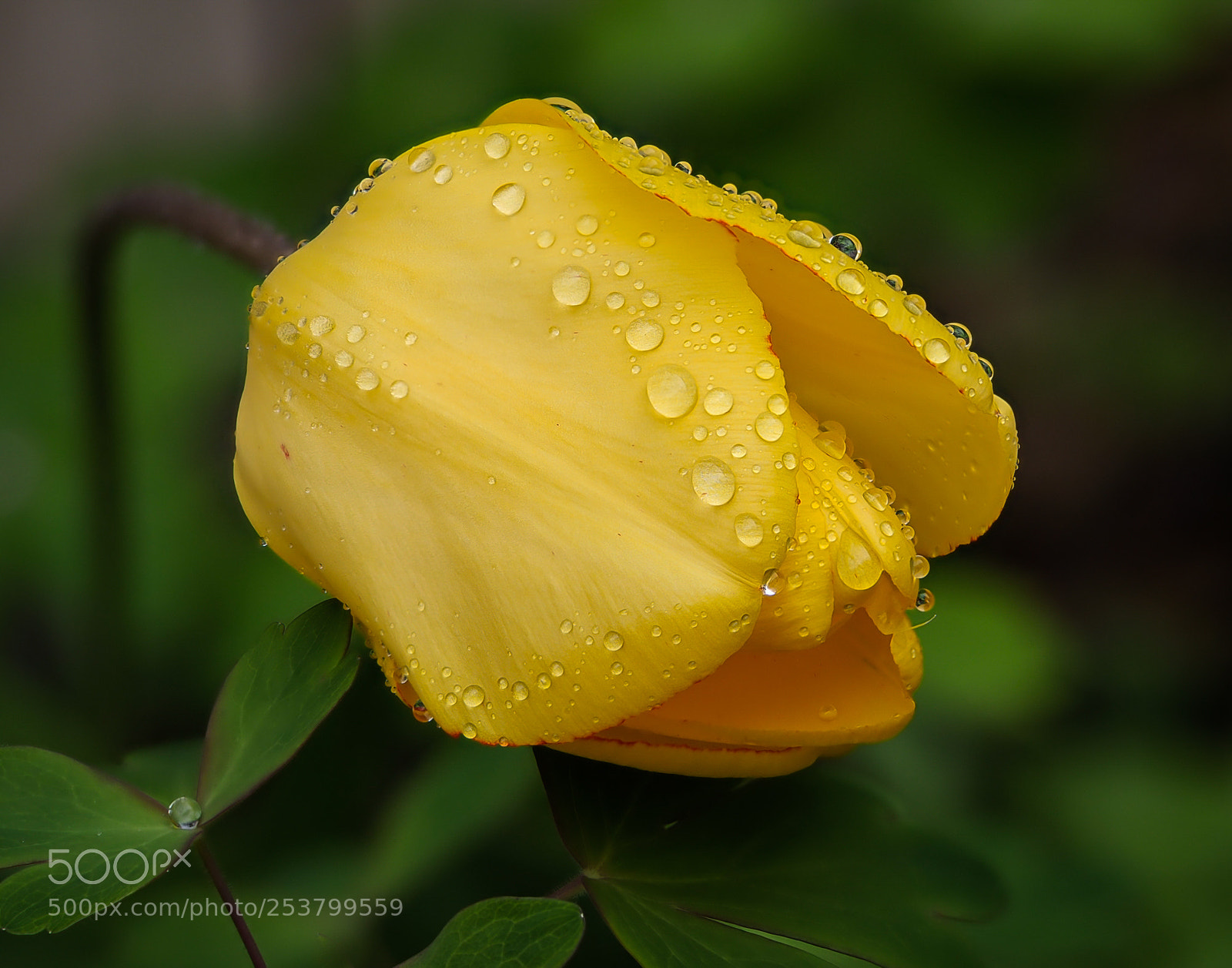 Olympus OM-D E-M1 sample photo. A rainy day photography