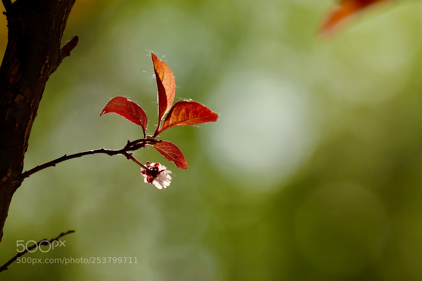 Leica SL (Typ 601) sample photo. Untitled photography