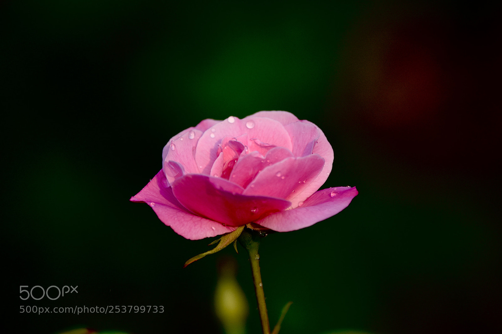 Nikon D7200 sample photo. Untitled photography