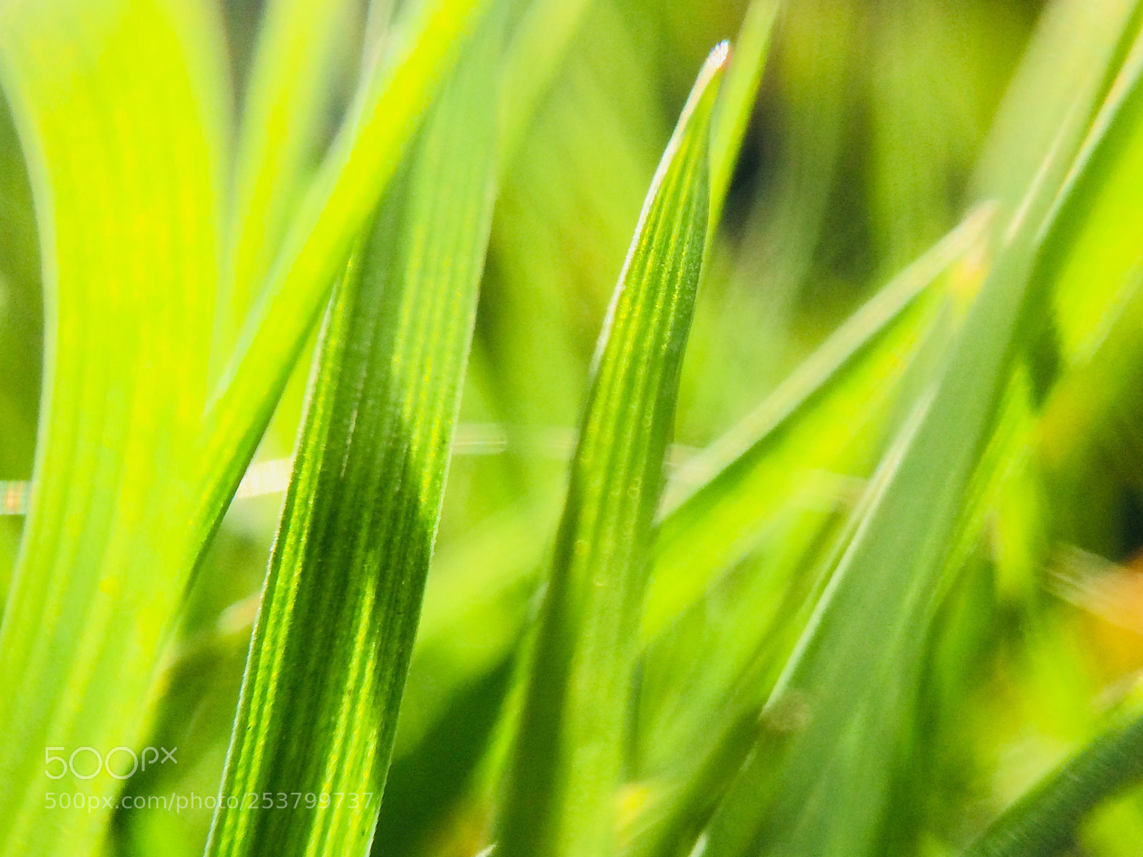 Apple iPhone 5s sample photo. Green beauty  photography