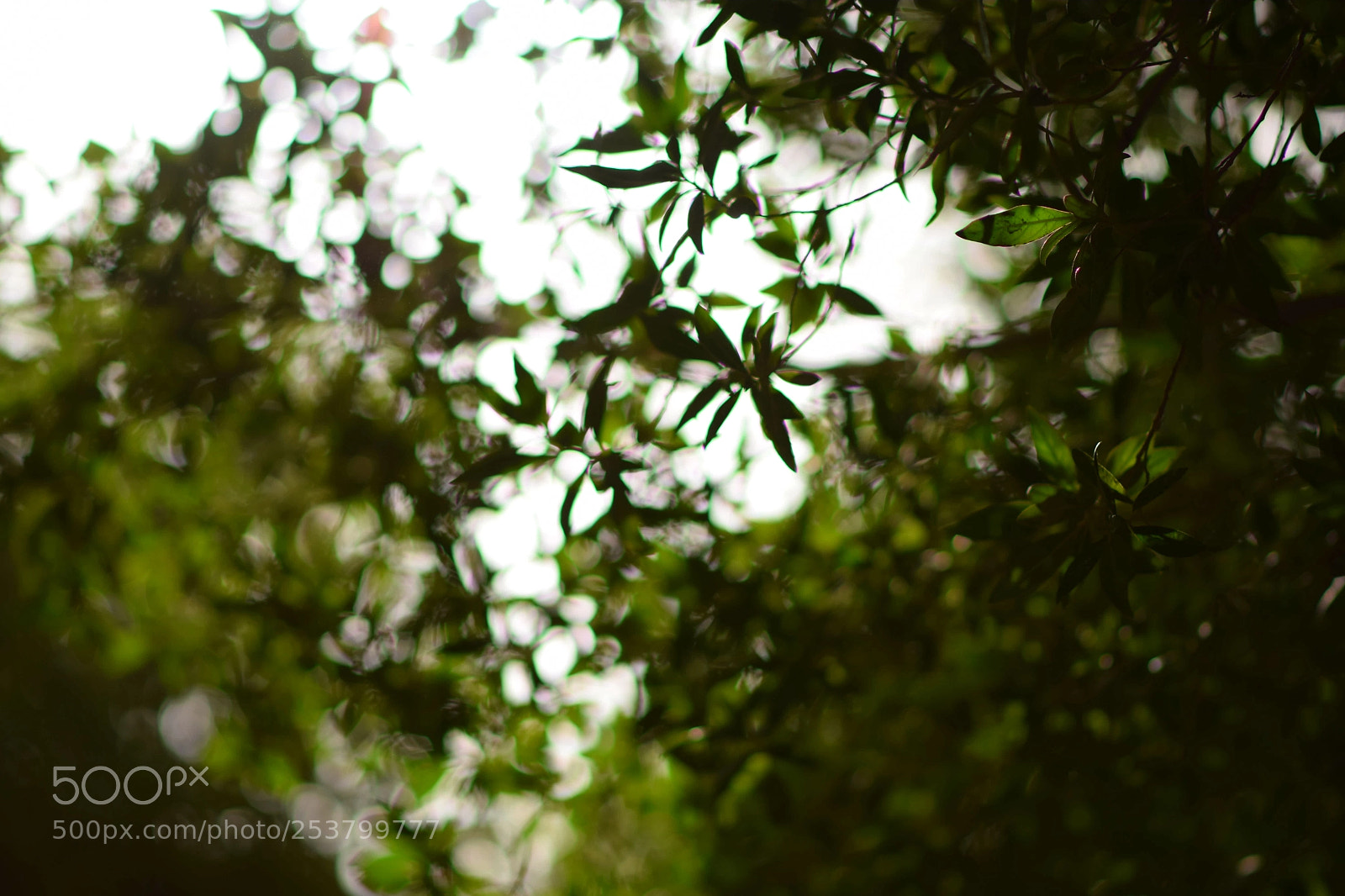 Nikon D5300 sample photo. Nice green photography