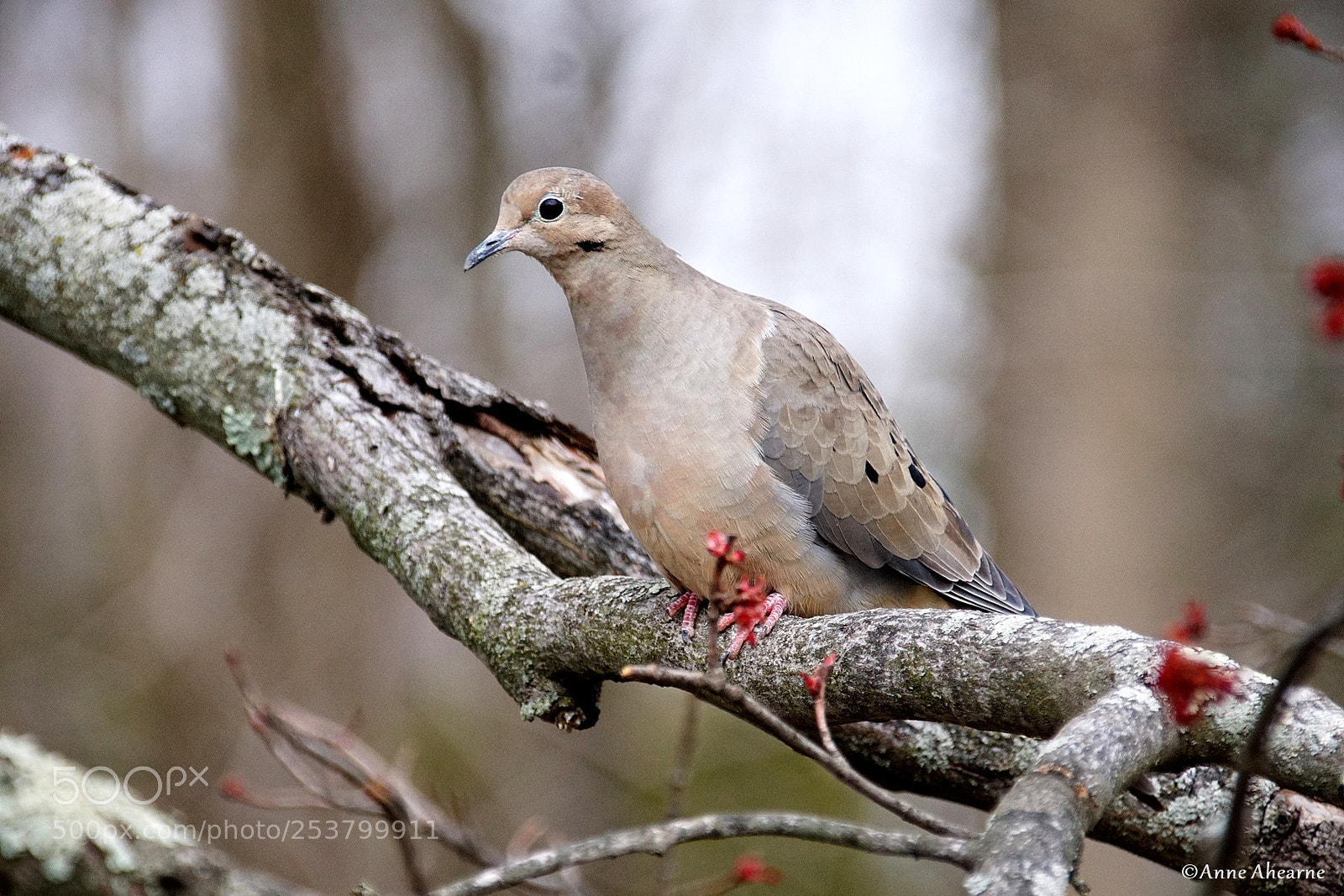 Sony ILCA-77M2 sample photo. Mourning dove photography