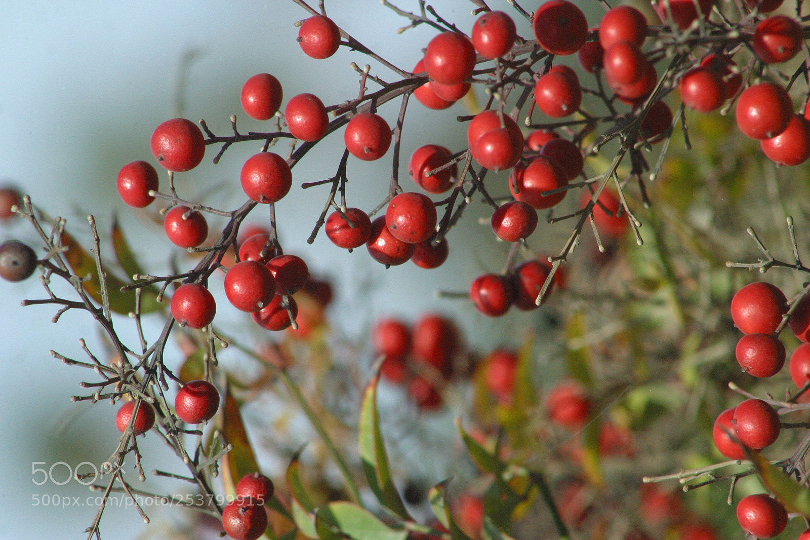 Canon EOS D60 sample photo. Red photography