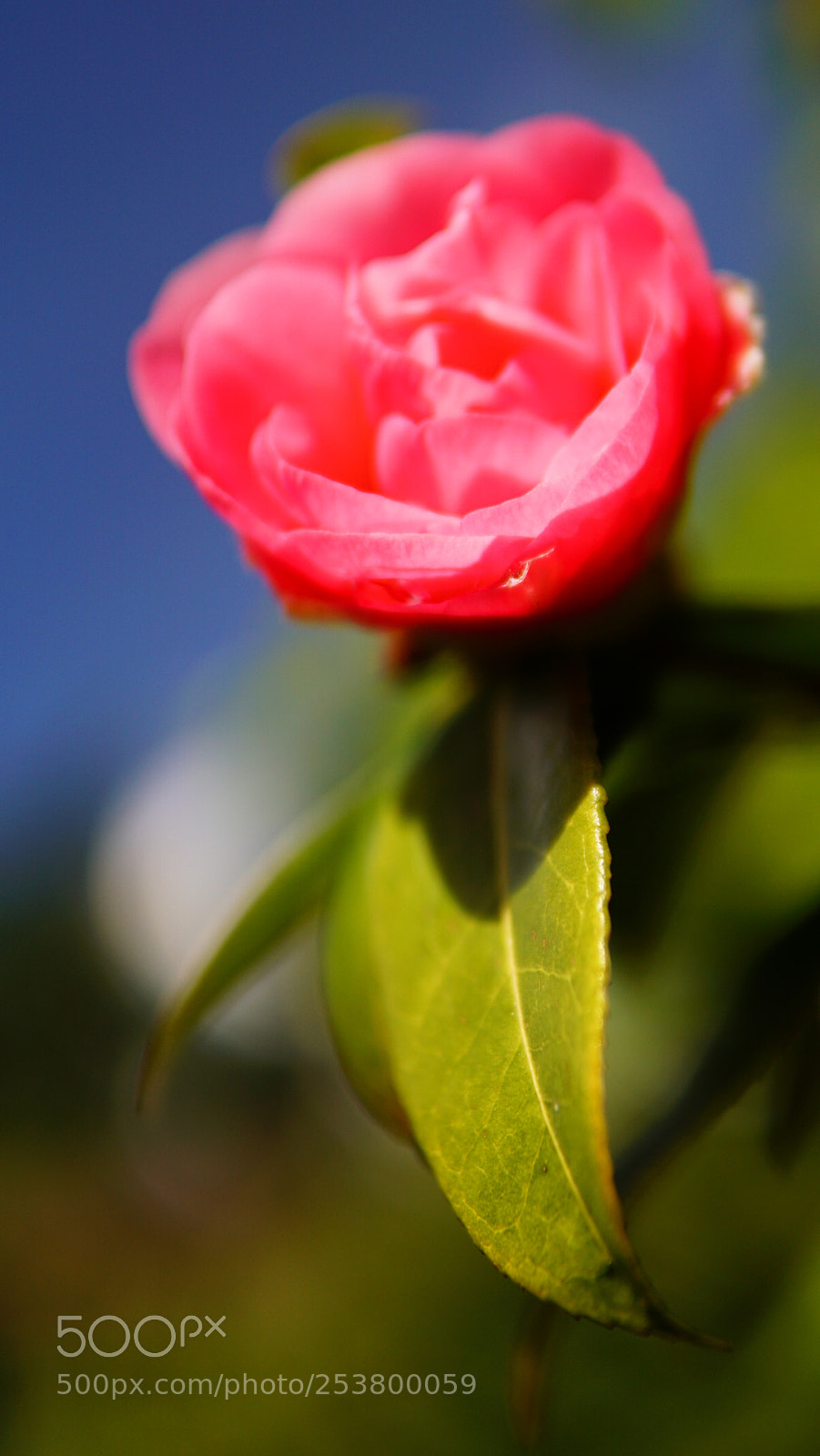 Sony a6000 sample photo. Untitled photography