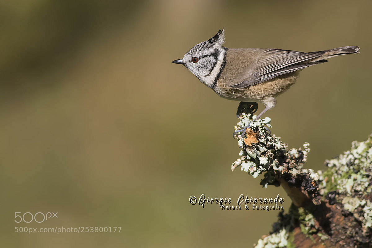 Canon EOS 7D Mark II sample photo. Cincia dal ciuffo photography