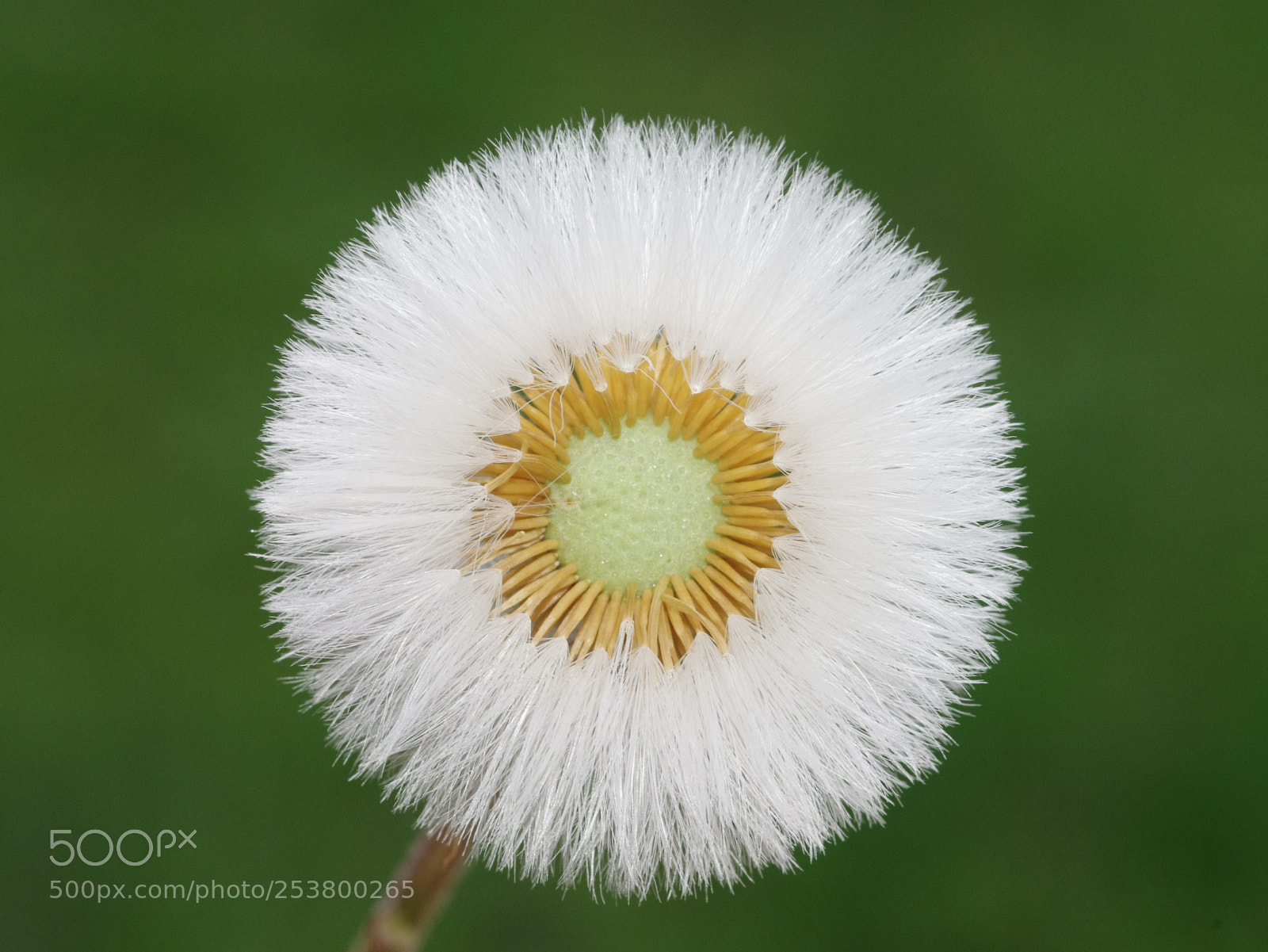 Pentax K-5 sample photo. Flying seeds photography