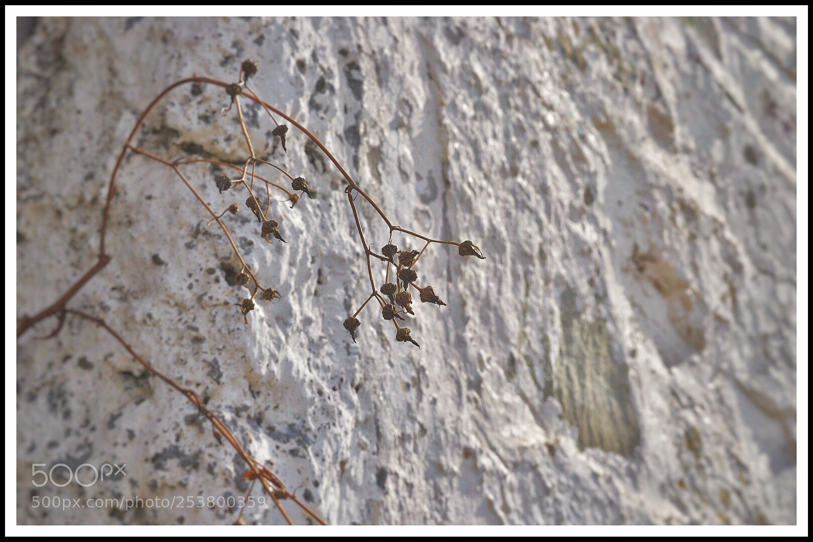 Nikon D5500 sample photo. Pegado a vos photography