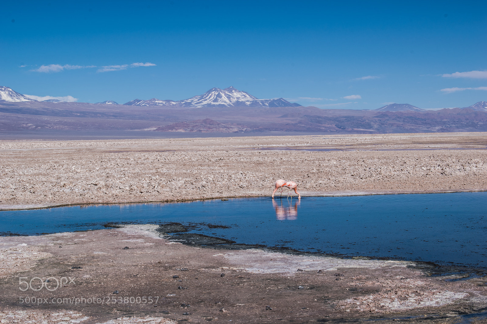 Nikon D3300 sample photo. Flamengos en salar de photography