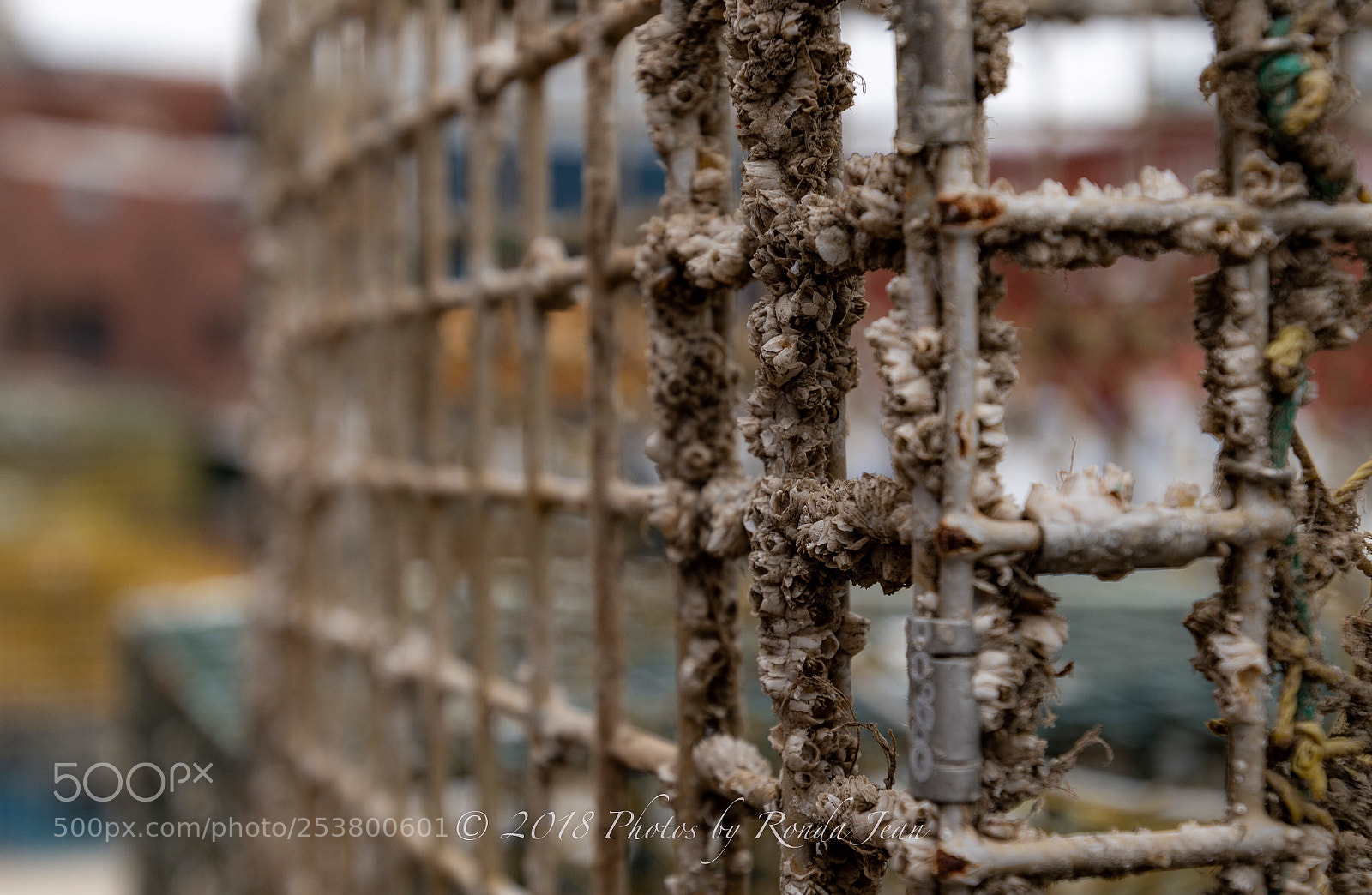 Nikon D500 sample photo. Untitled photography