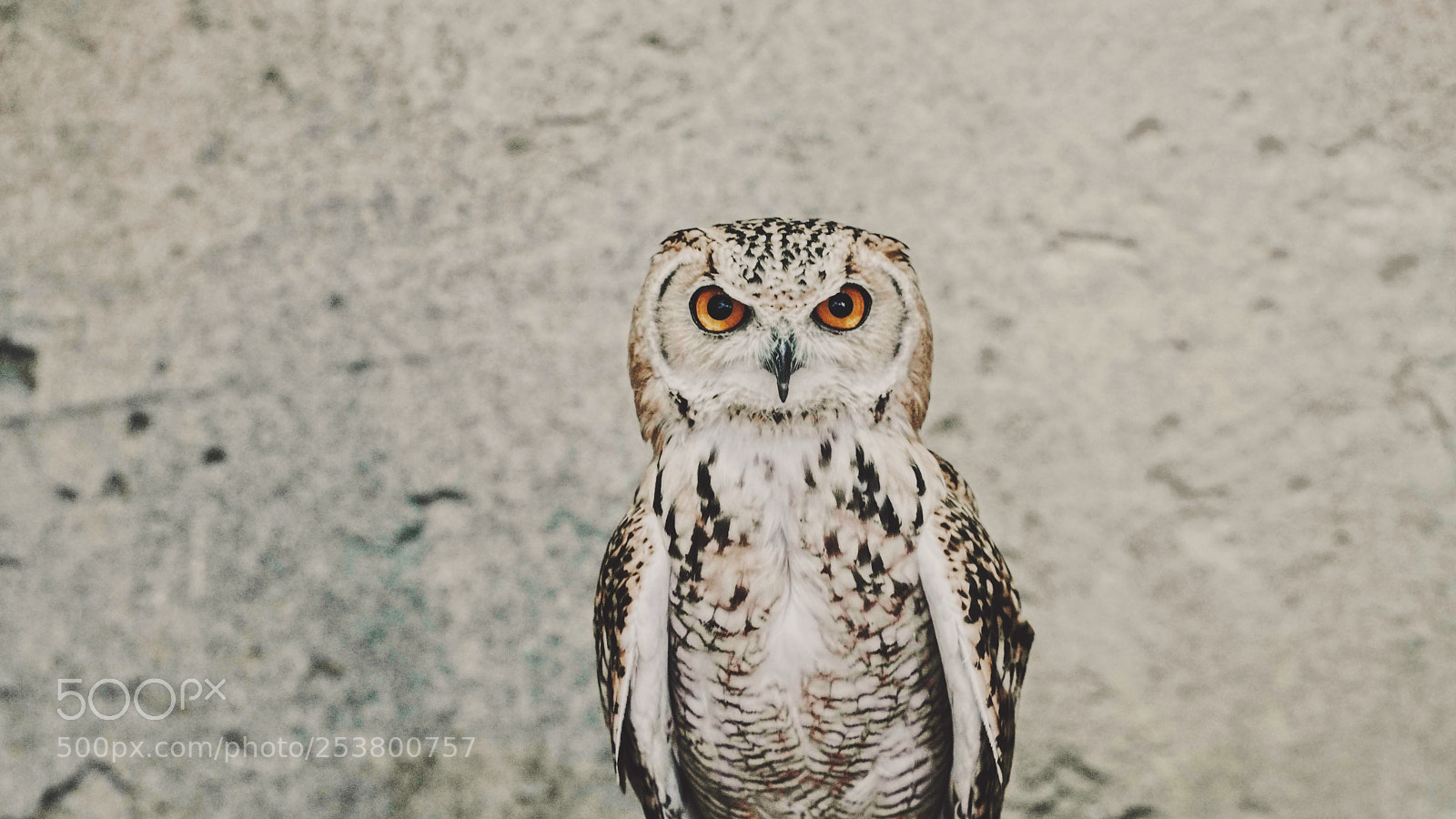 Sony a7R II sample photo. Owl photography