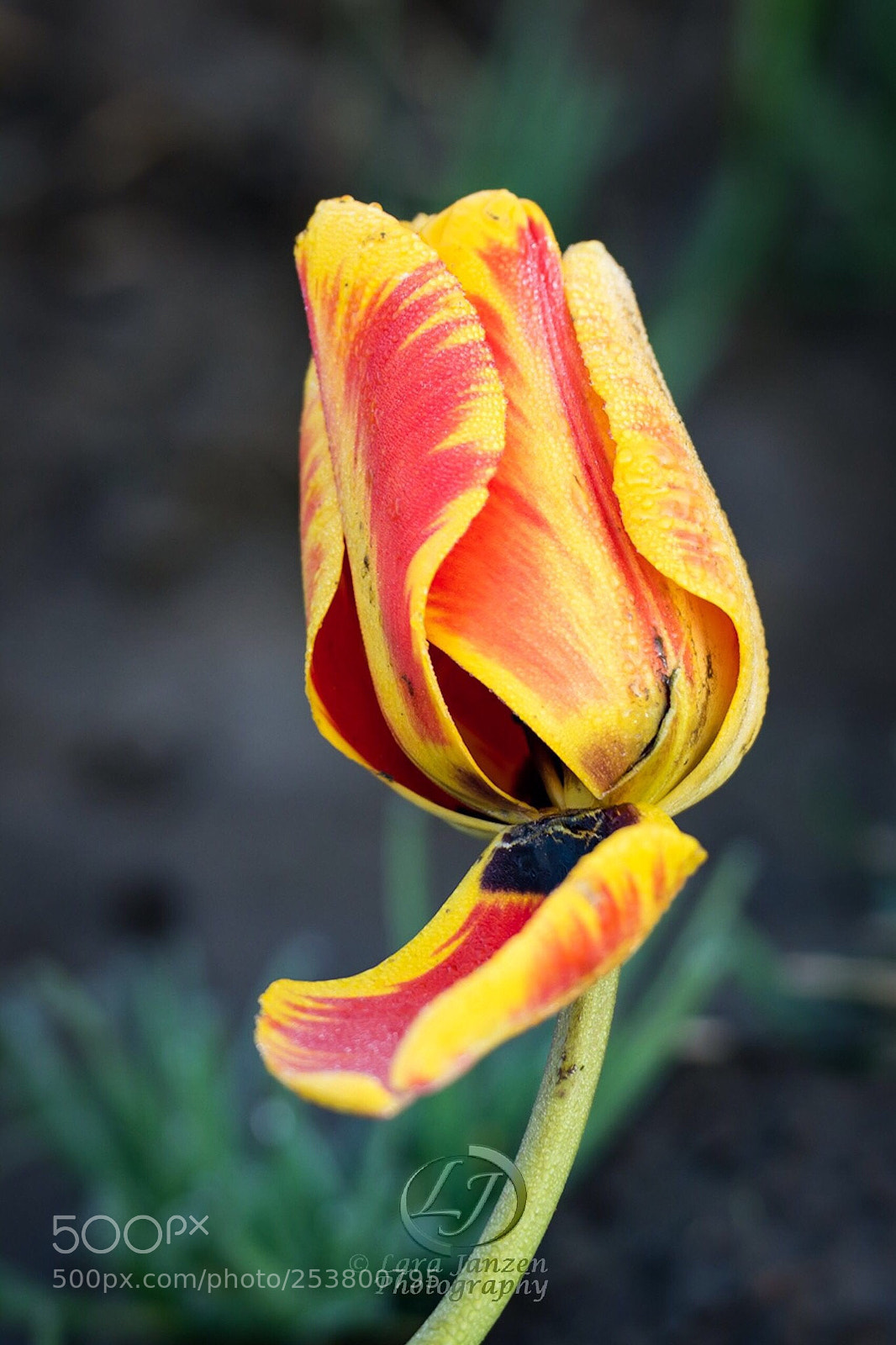 Nikon D7200 sample photo. There is beauty in photography