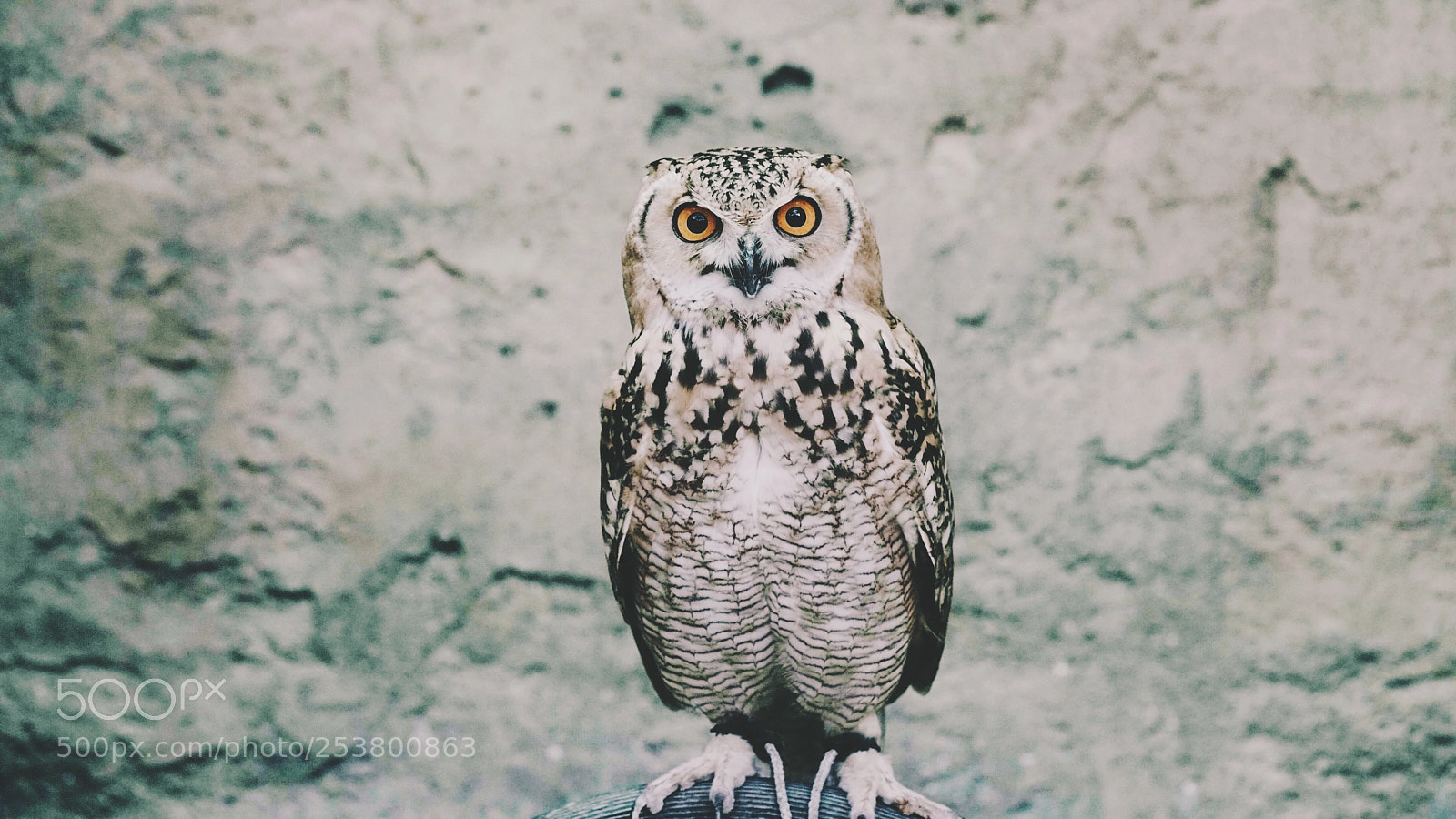 Sony a7R II sample photo. Surprised owl photography