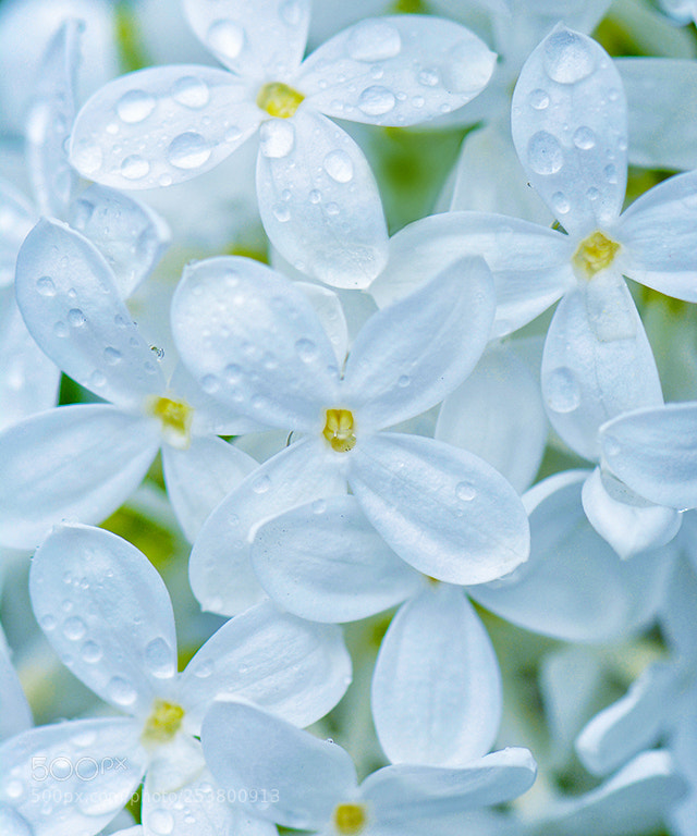 Nikon D7100 sample photo. Lilac photography