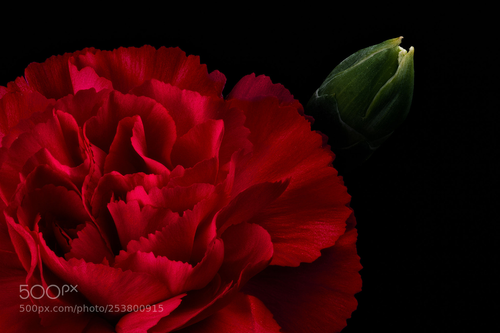 Nikon D4S sample photo. Carnation photography