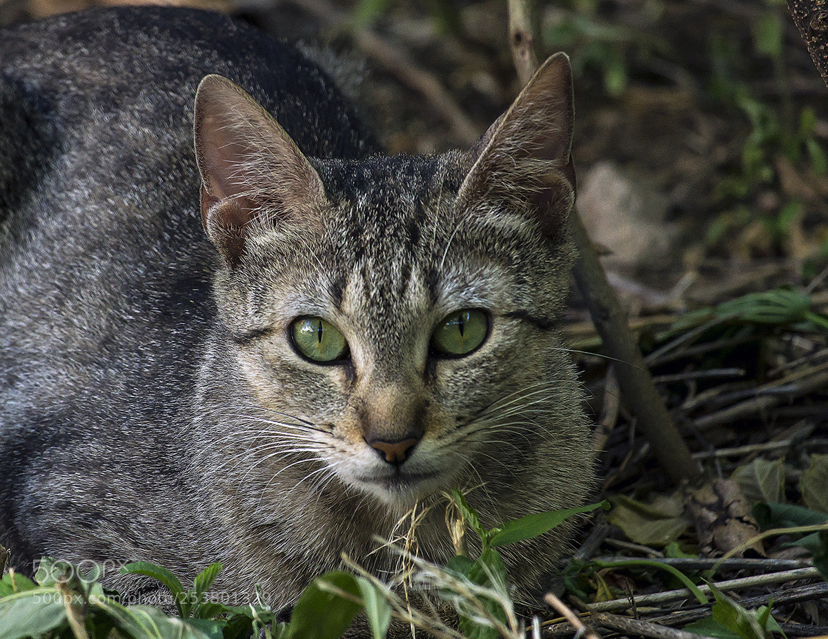 Sony Alpha NEX-7 sample photo. Pika.... photography
