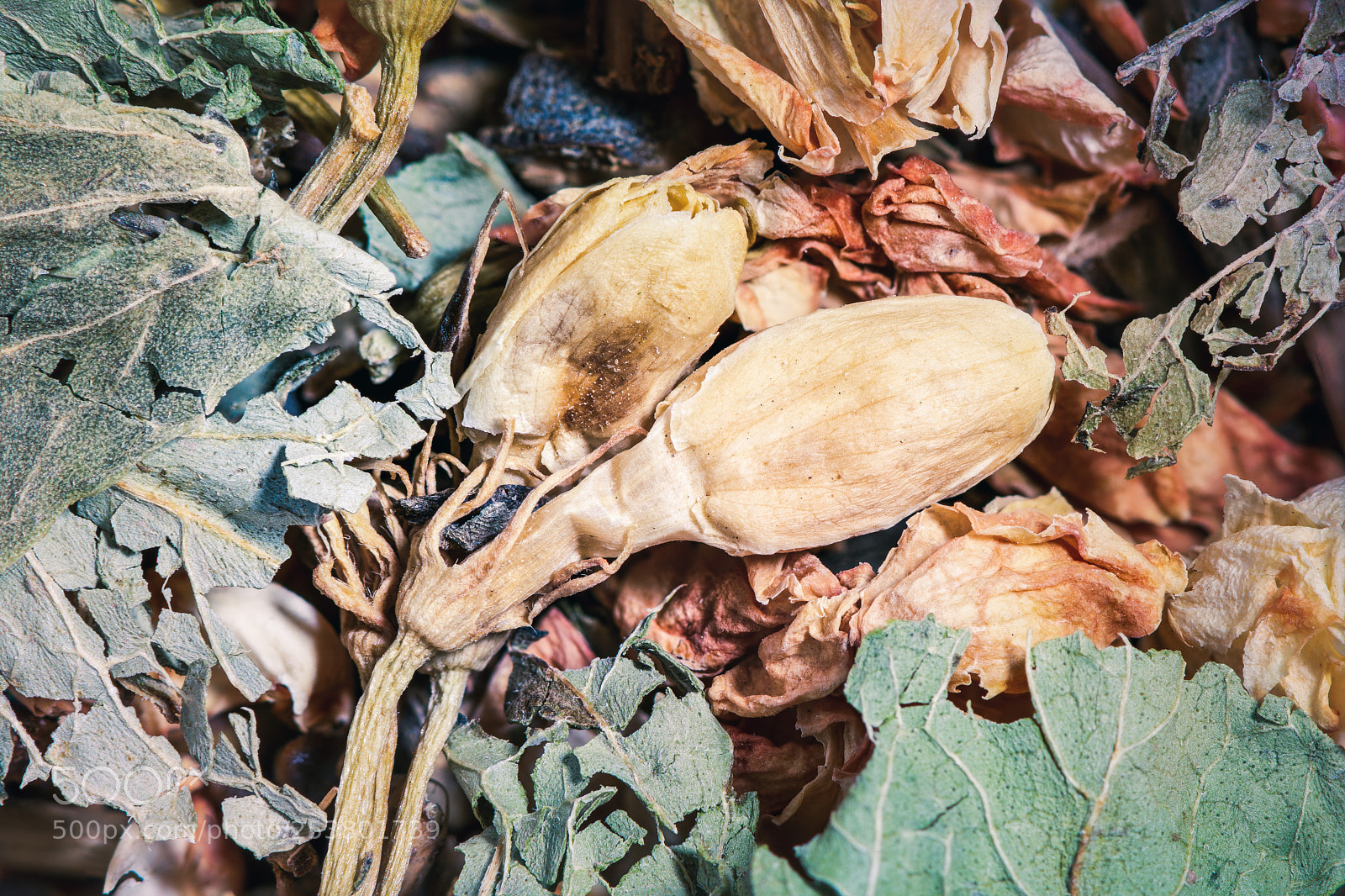 Nikon D7100 sample photo. Little tea photography