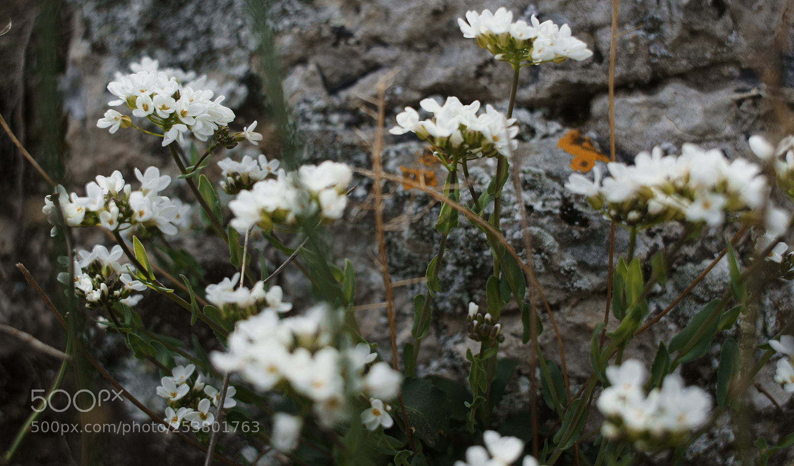 Sony SLT-A58 sample photo. Untitled photography