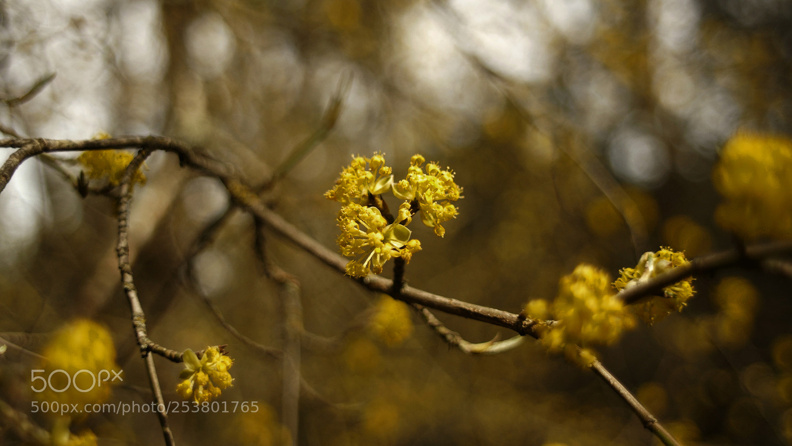 Sony SLT-A58 sample photo. Untitled photography