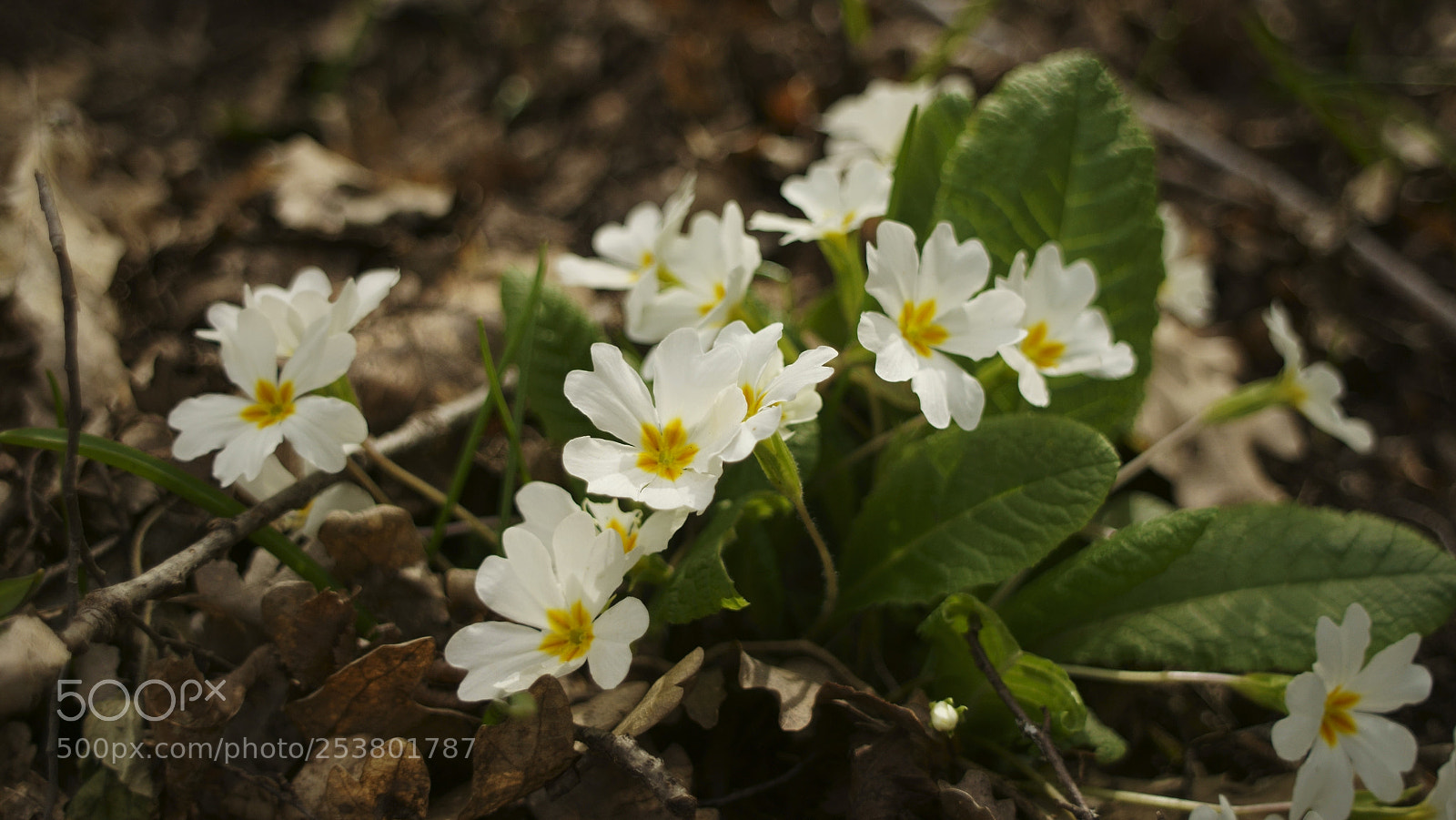 Sony SLT-A58 sample photo. Untitled photography