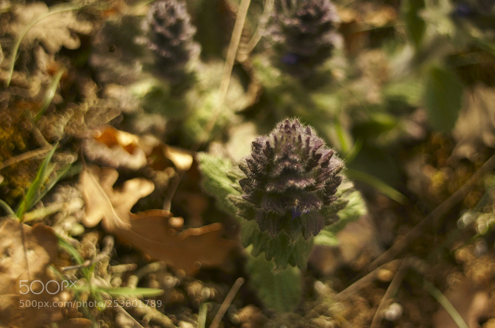 Sony SLT-A58 sample photo. Untitled photography