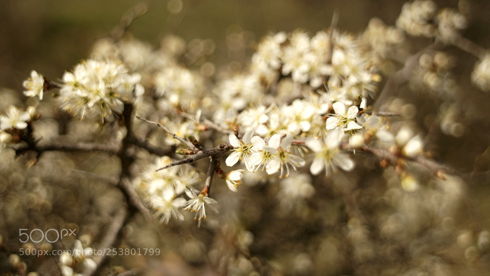 Sony SLT-A58 sample photo. Untitled photography