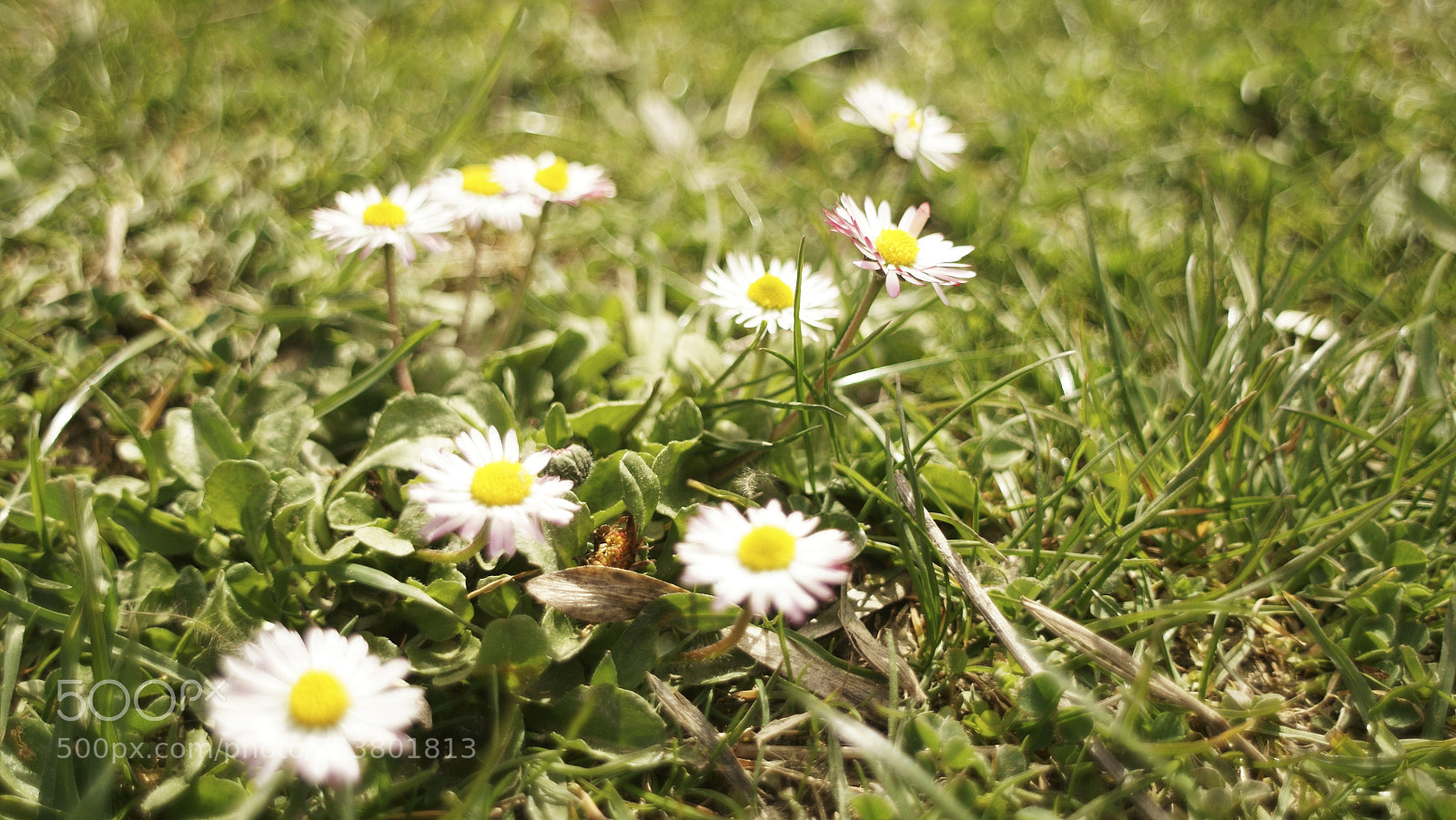 Sony SLT-A58 sample photo. Untitled photography