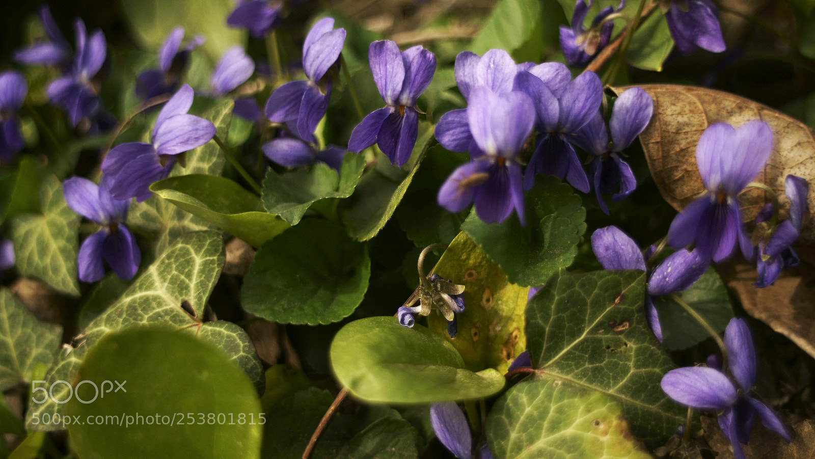 Sony SLT-A58 sample photo. Untitled photography