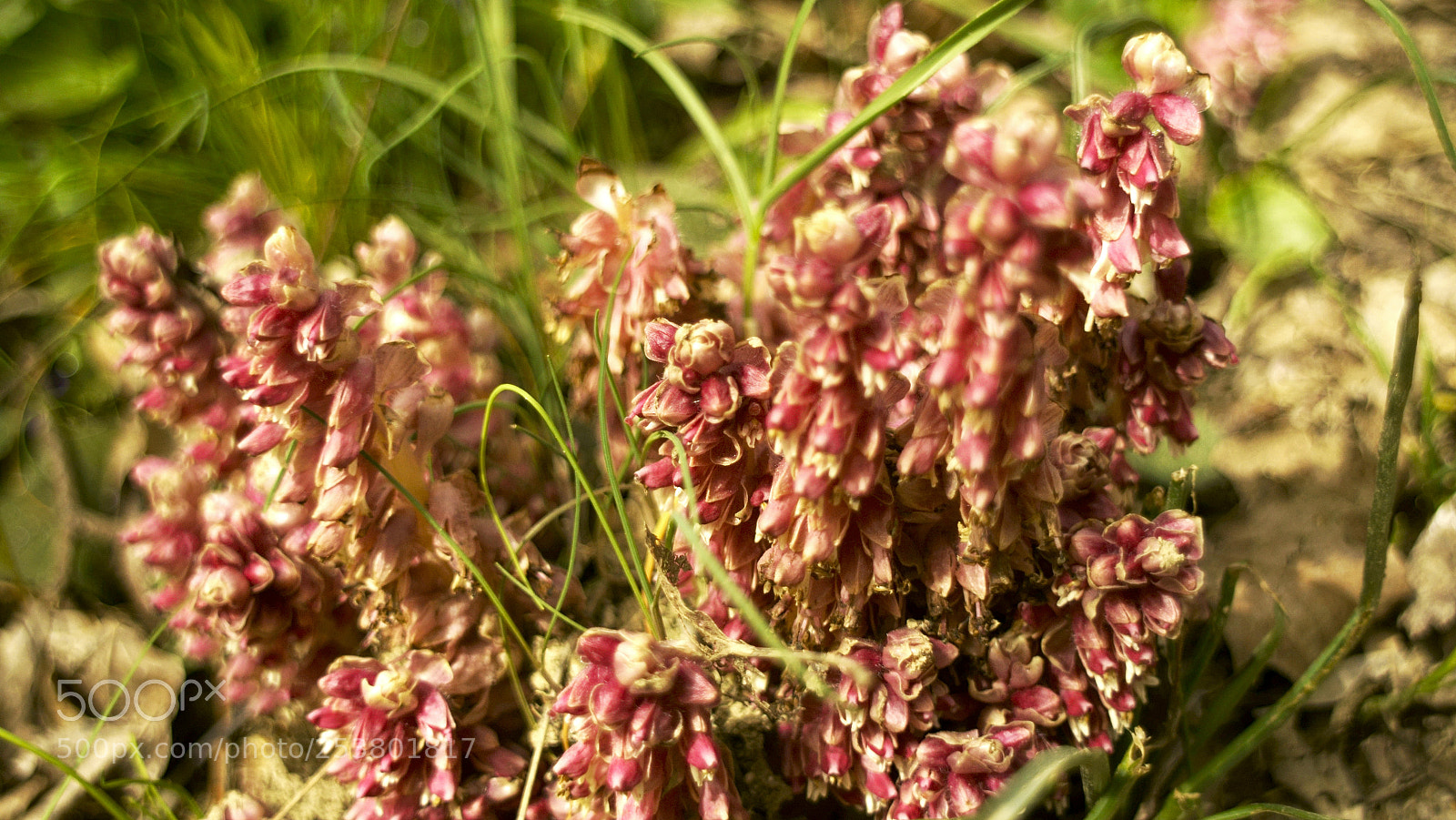 Sony SLT-A58 sample photo. Untitled photography