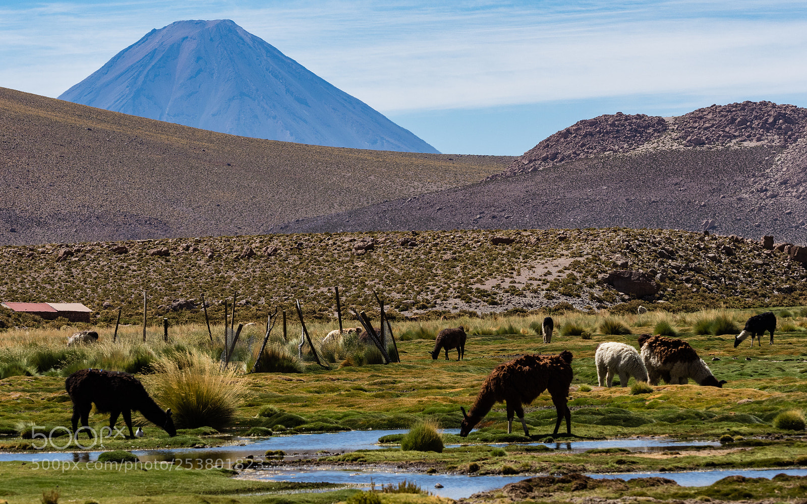 Olympus OM-D E-M1 Mark II sample photo. Field of llamas photography