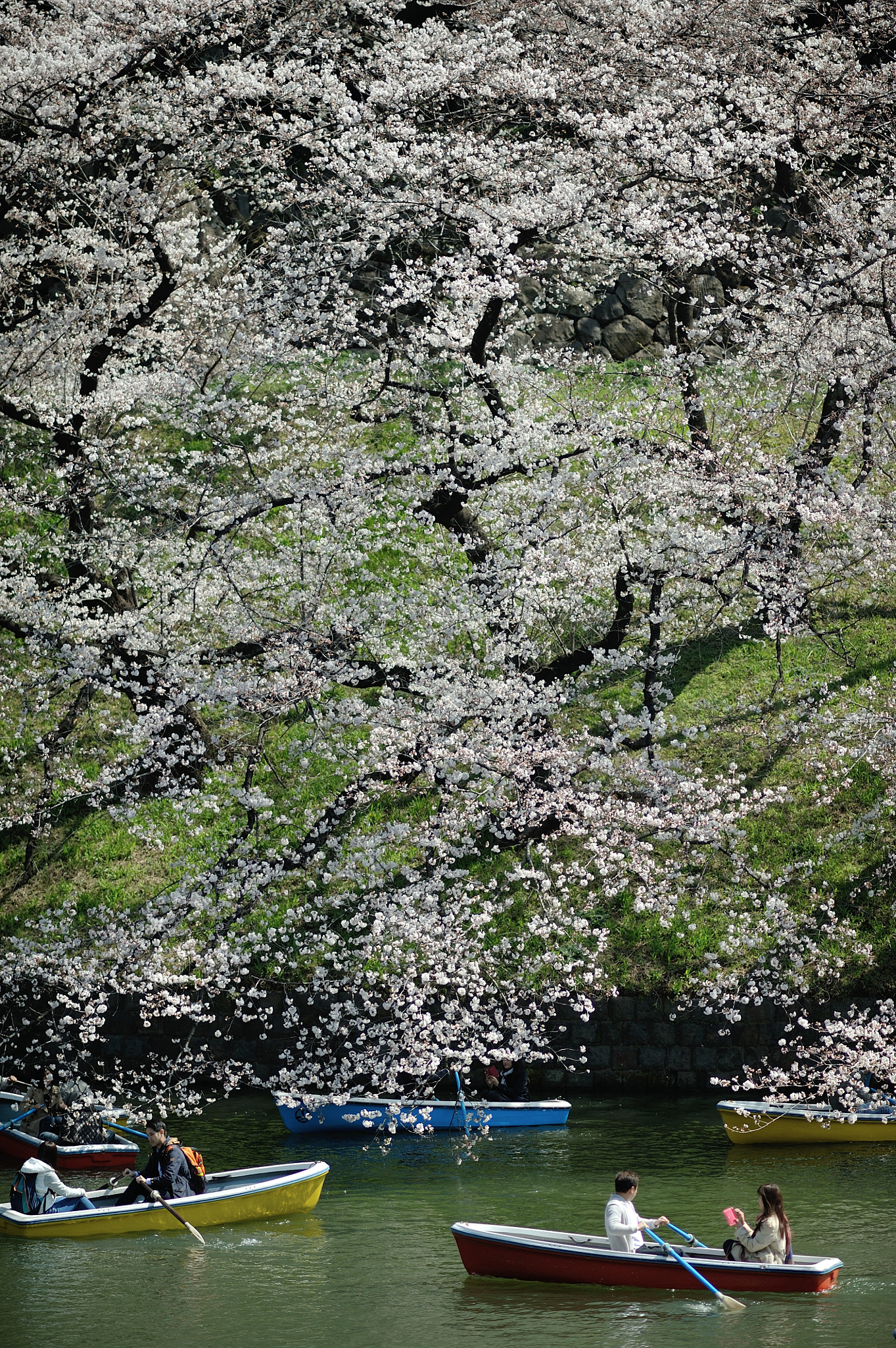 AF DC-Nikkor 135mm f/2D sample photo. Spring for tokyoites photography