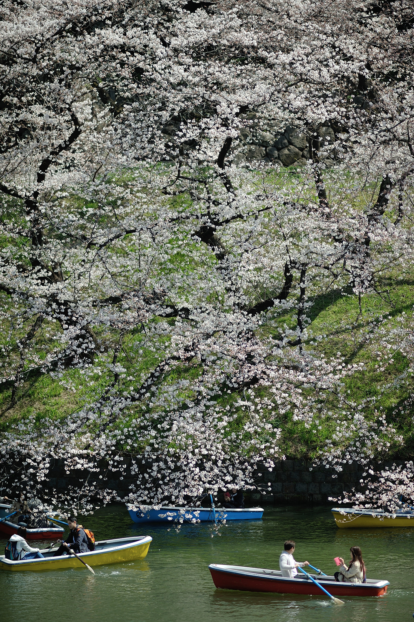 Nikon D700 sample photo. Spring for tokyoites photography