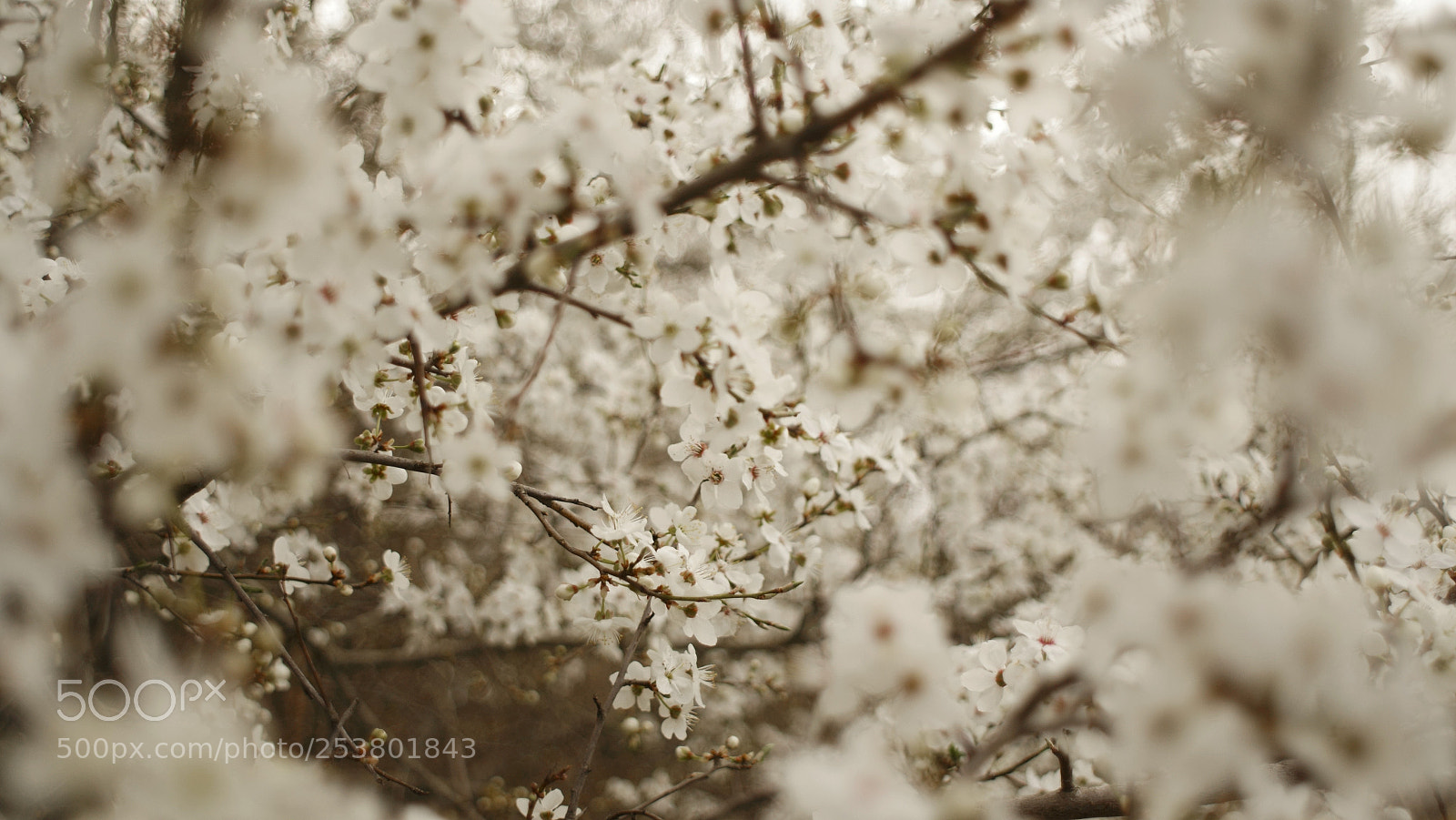 Sony SLT-A58 sample photo. Untitled photography