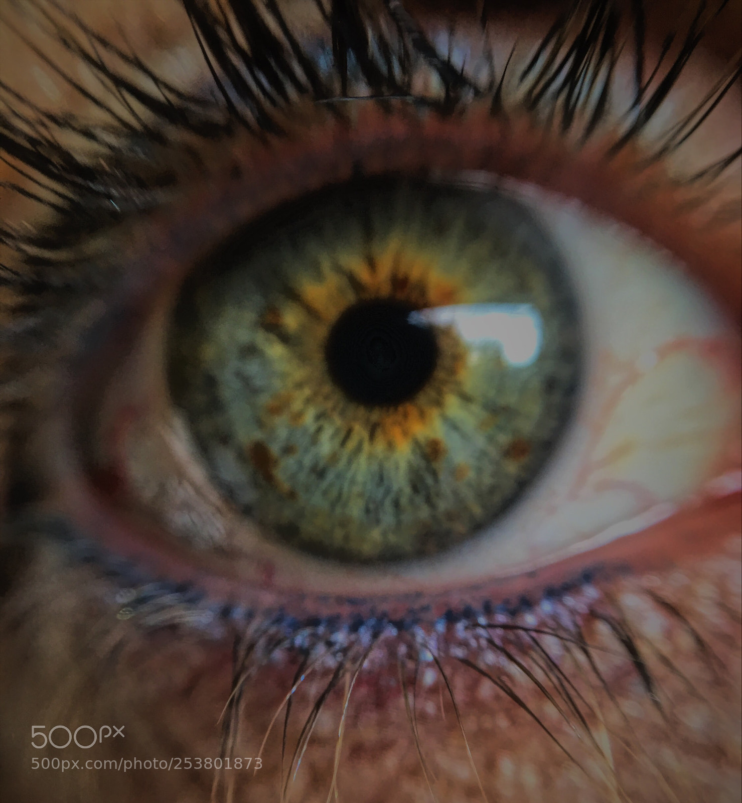 Apple iPhone 6s Plus sample photo. Eye see you! photography