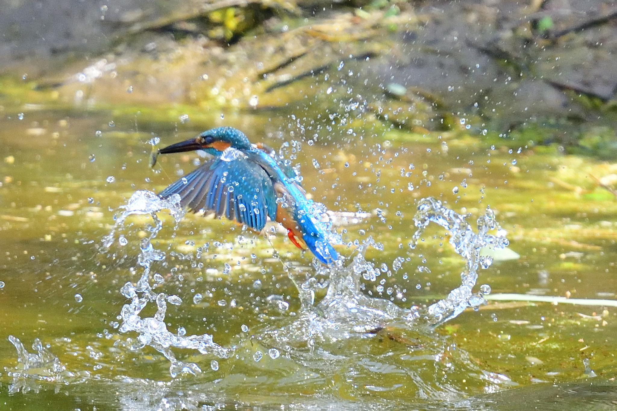 Nikon Nikkor AF-S 300mm F4E PF ED VR sample photo. Kingfisher 翡翠 photography