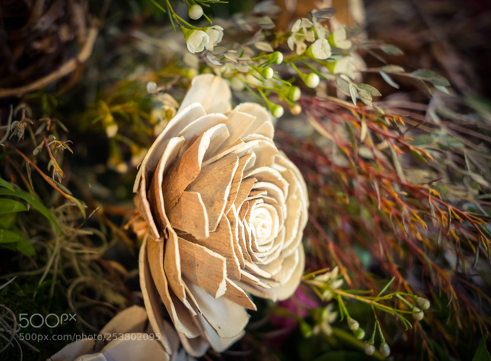 Samsung NX300 sample photo. Coconut rose... photography