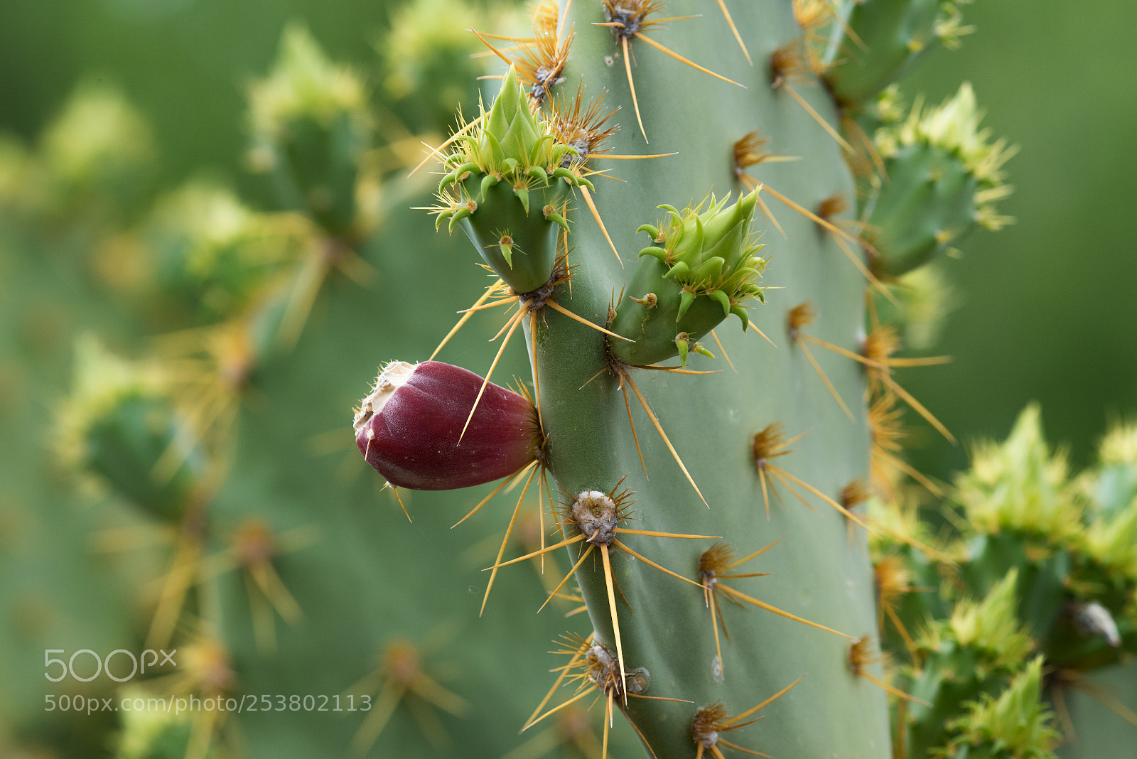 Nikon D810 sample photo. Cactus flower photography