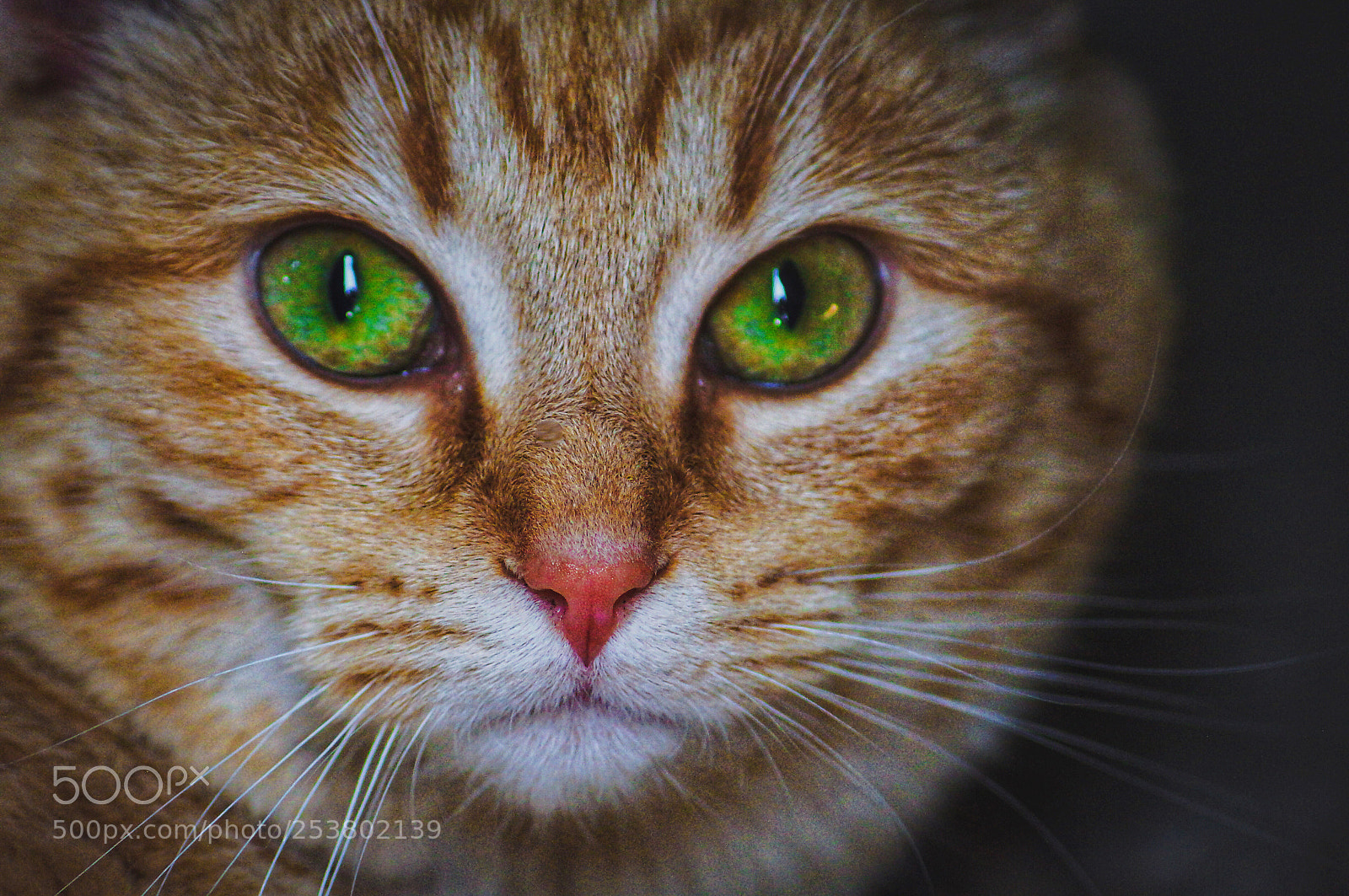 Sony SLT-A57 sample photo. Cat’s eyes photography