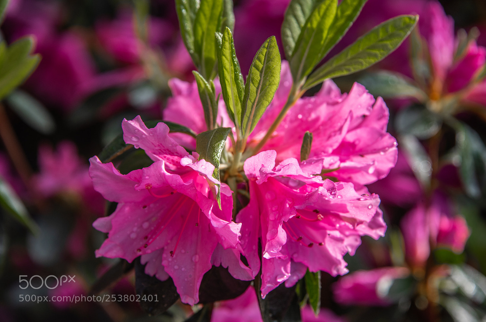 Nikon D810 sample photo. My azaleas photography