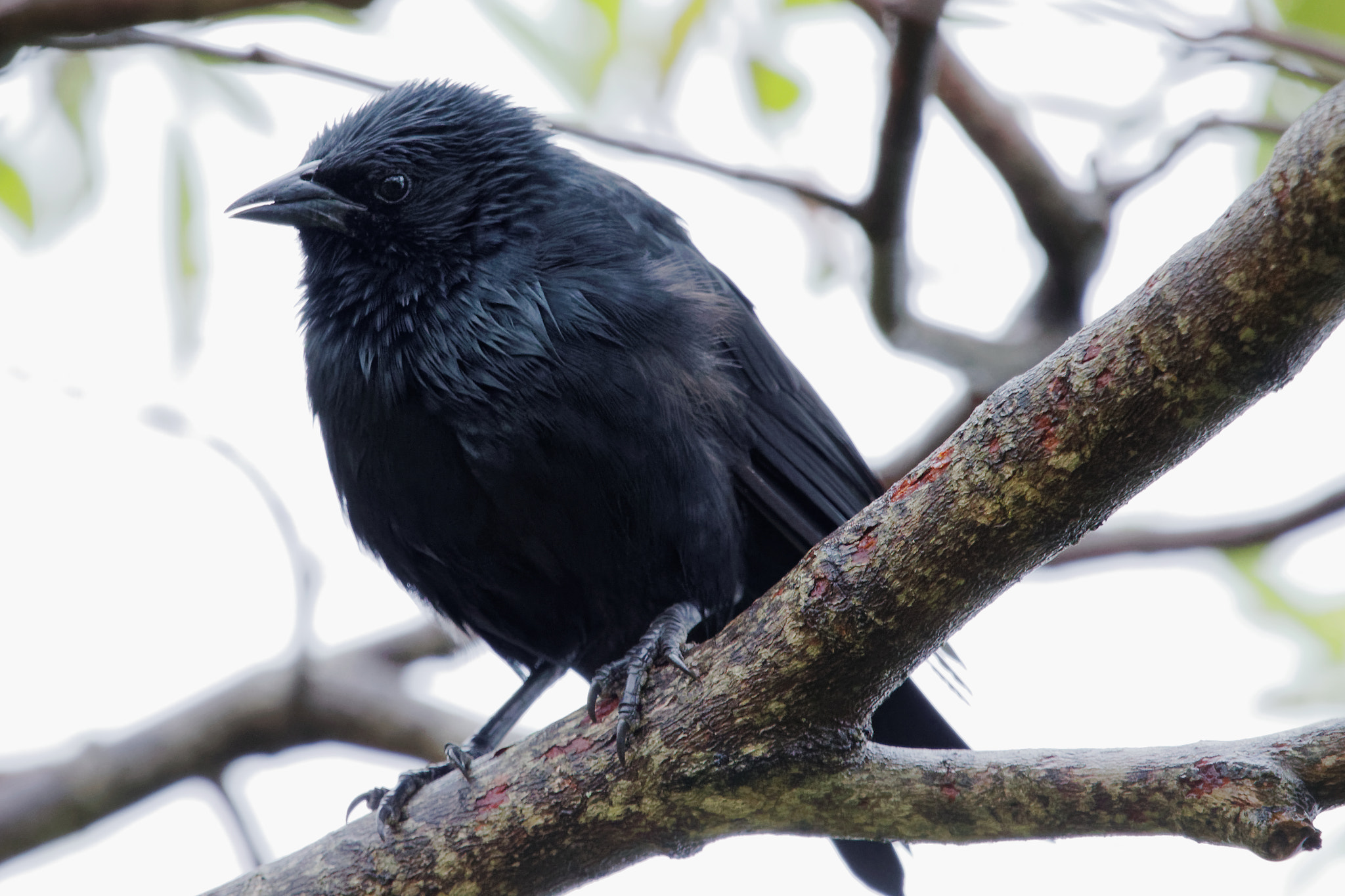 Sigma 150-600mm F5-6.3 DG OS HSM | C sample photo. Chopi blackbird photography