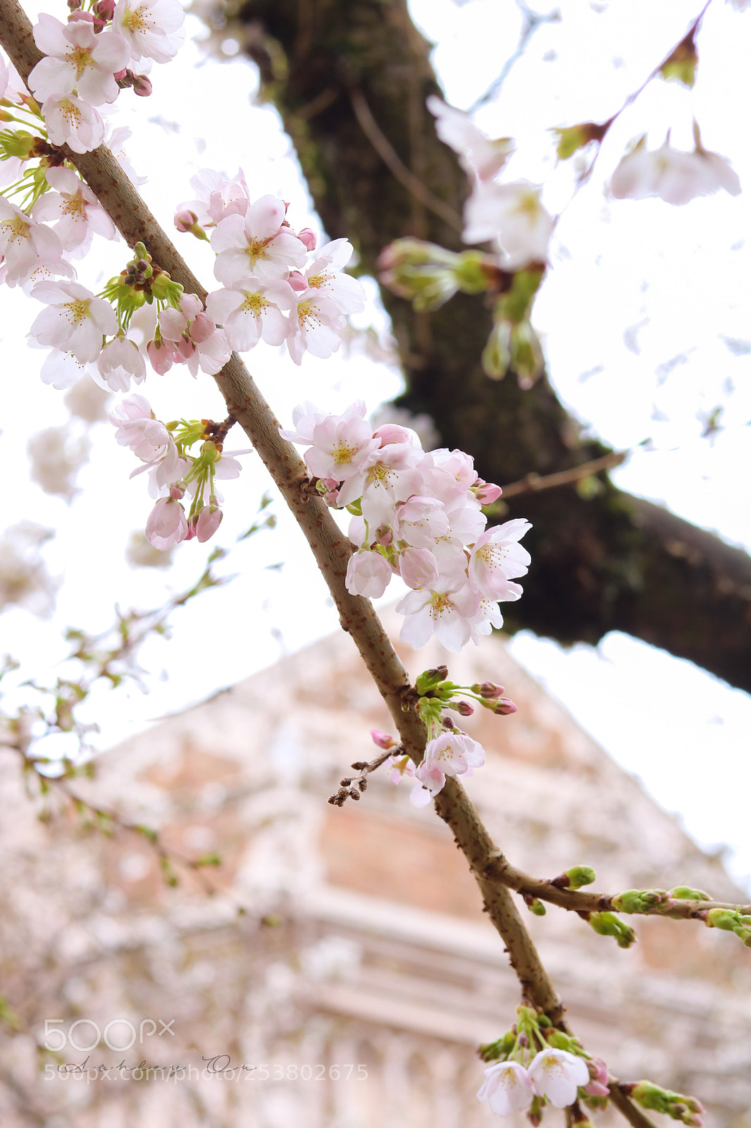 Canon EOS 750D (EOS Rebel T6i / EOS Kiss X8i) sample photo. Blushing photography