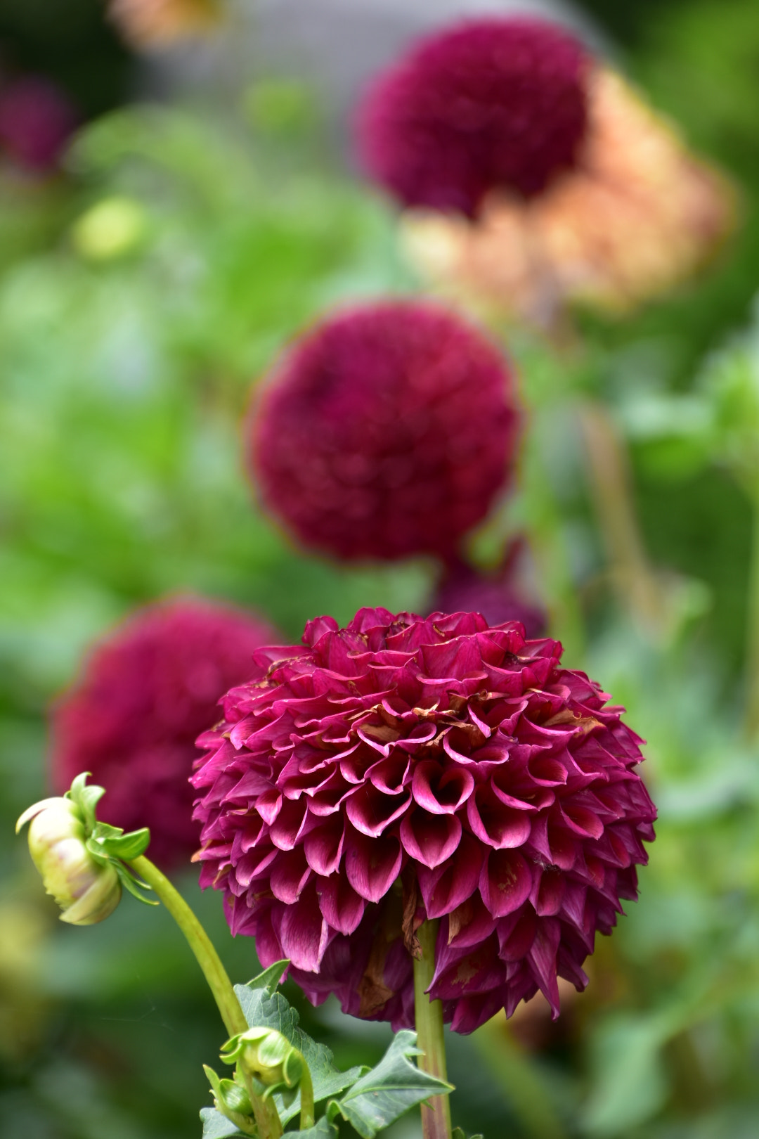 Nikon D7200 sample photo. Flower photography